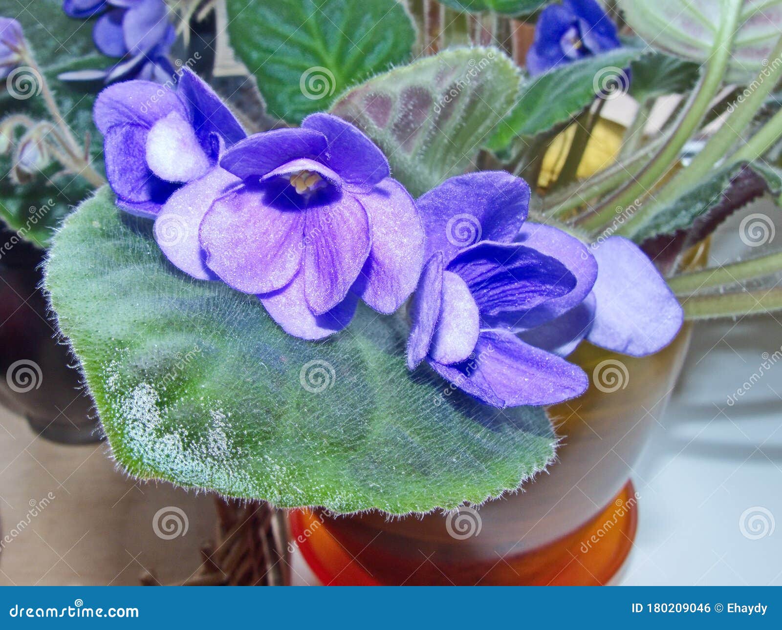 flowers violets `shirlÃ¢â¬â¢s purple passion`. flower stalks are strong and high, in  correspond to pansies