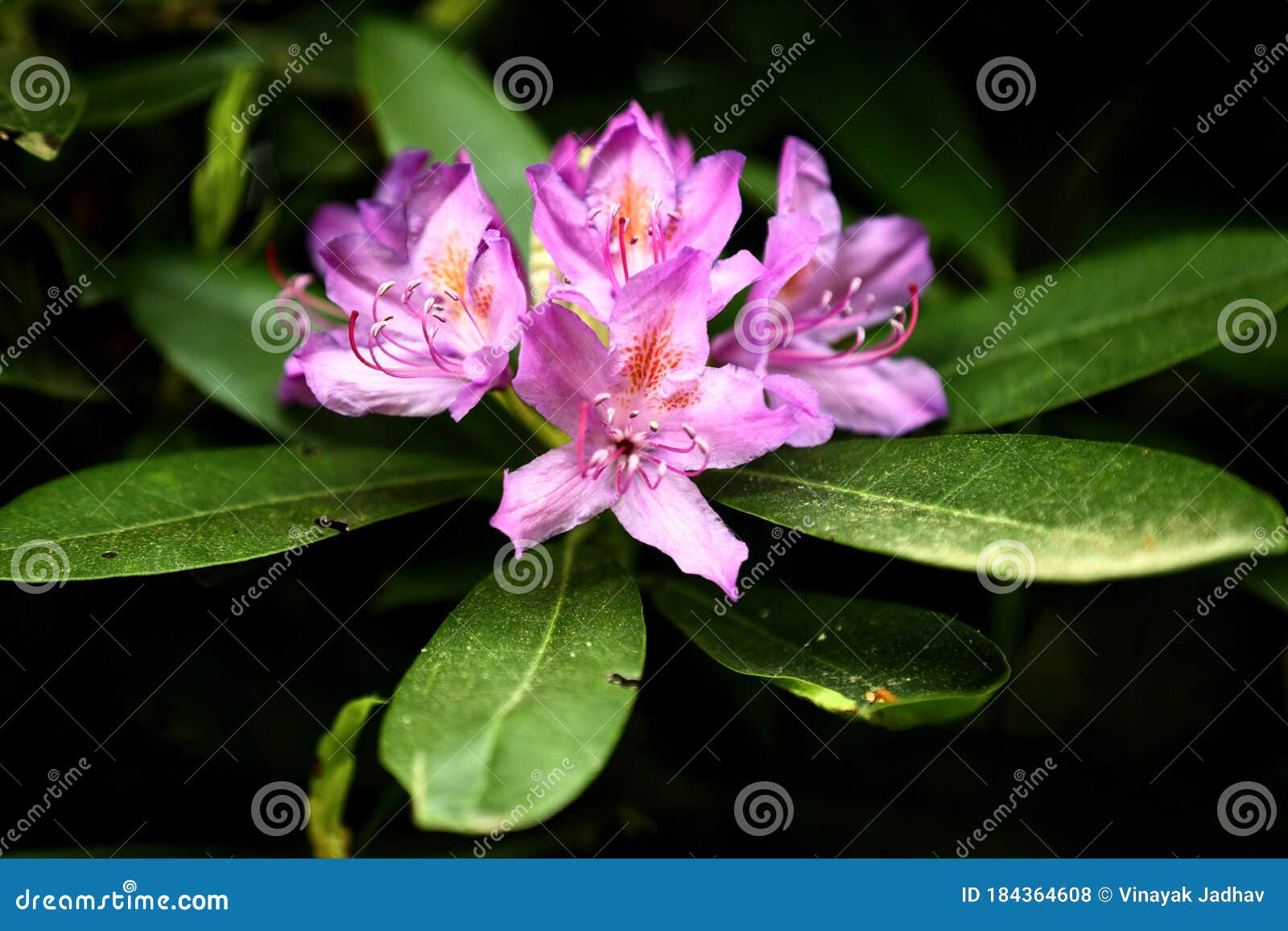 Flowers at Virginia water stock photo. Image of petal 184364608