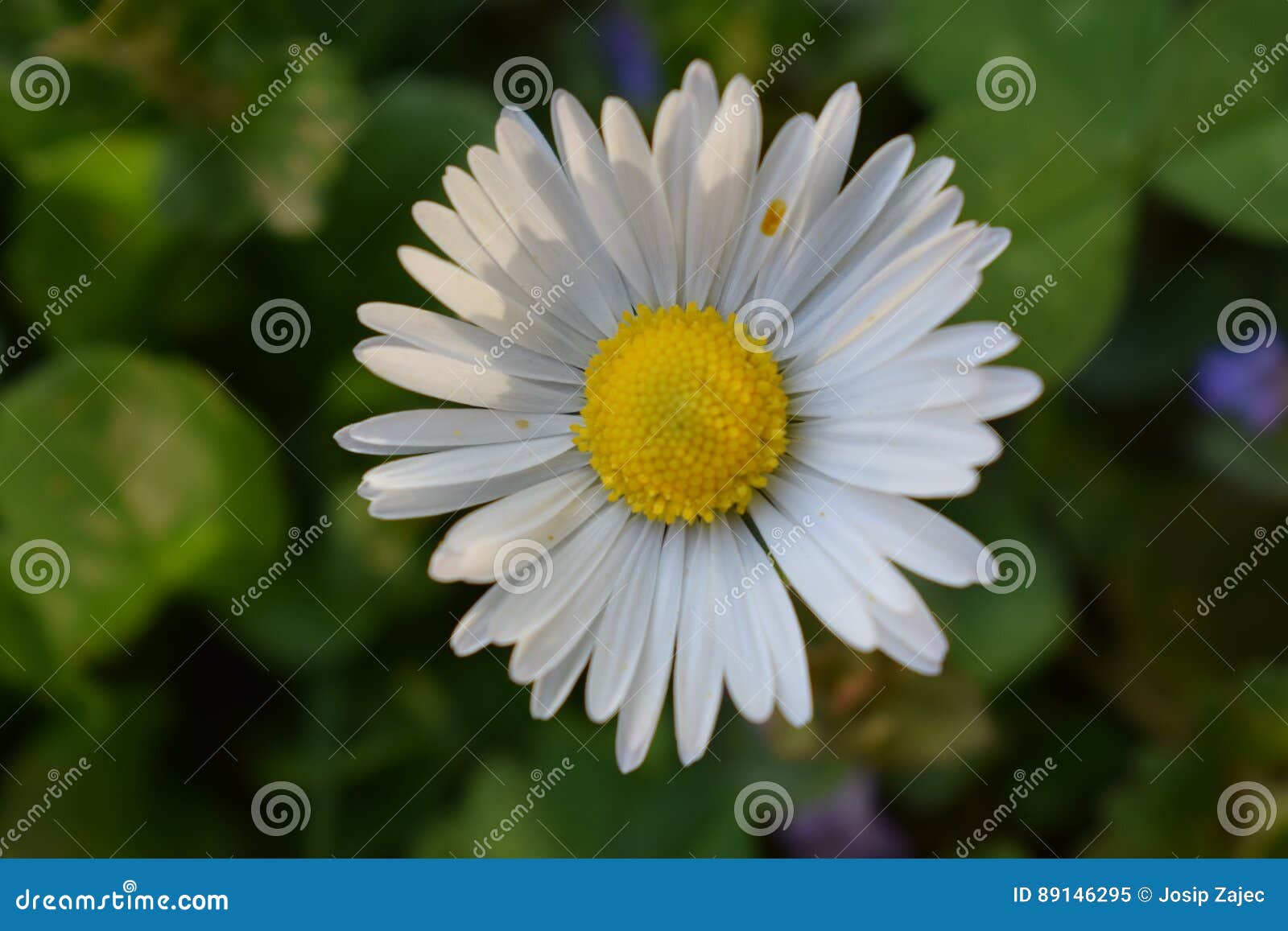 Flowers stock image. Image of spring, green, flower, yellow 89146295