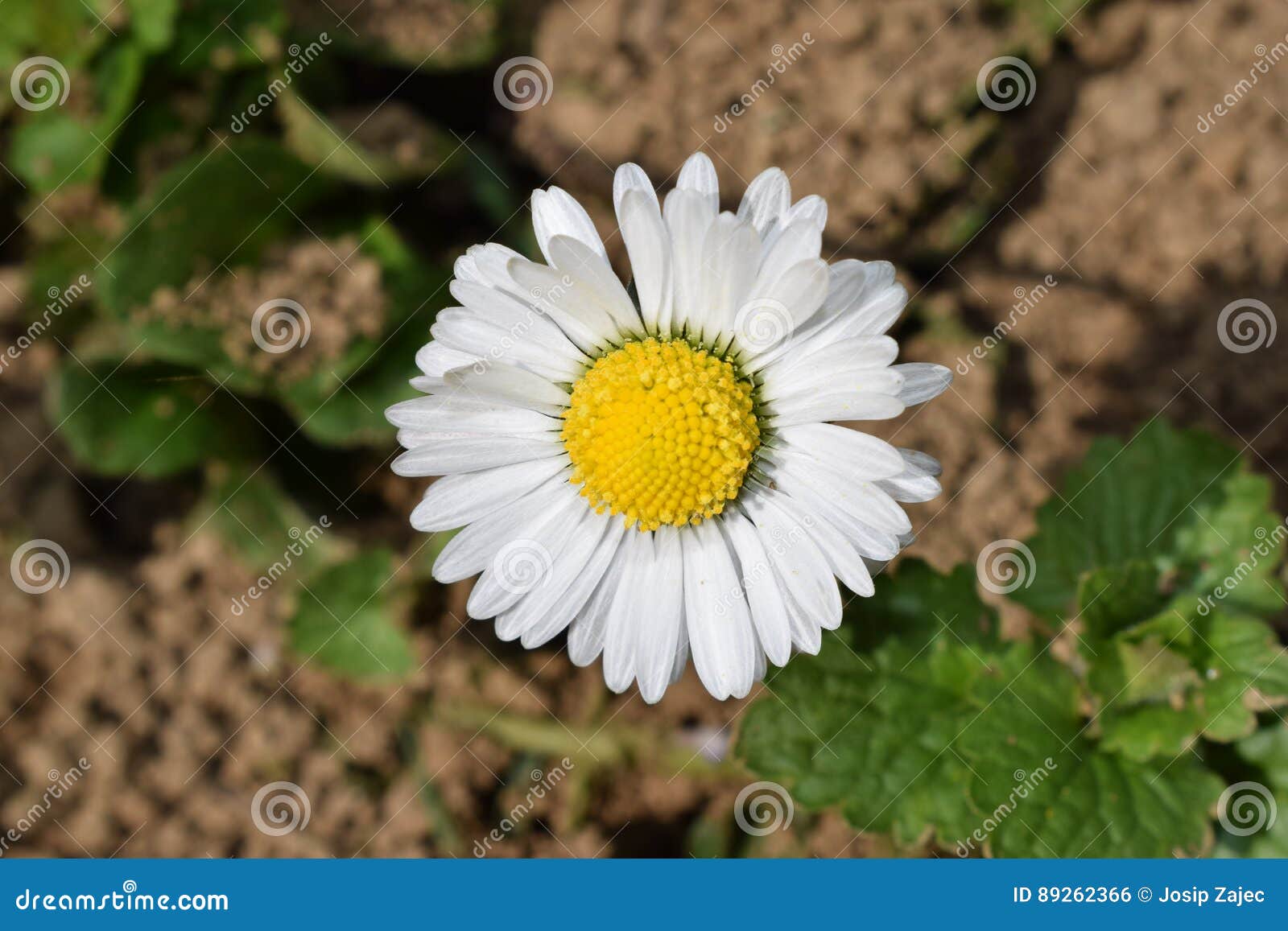 Flowers stock photo. Image of awakening, daisy, color 89262366