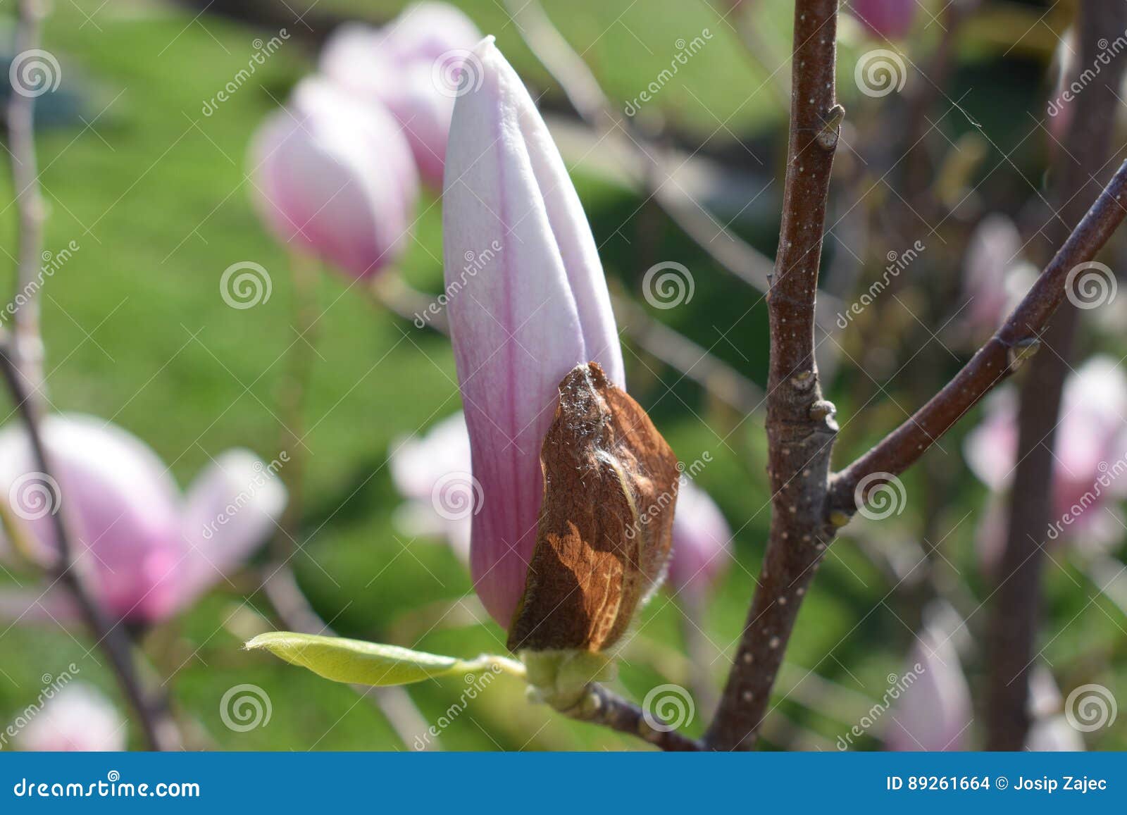 Flowers stock photo. Image of flower, flowers, flora 89261664
