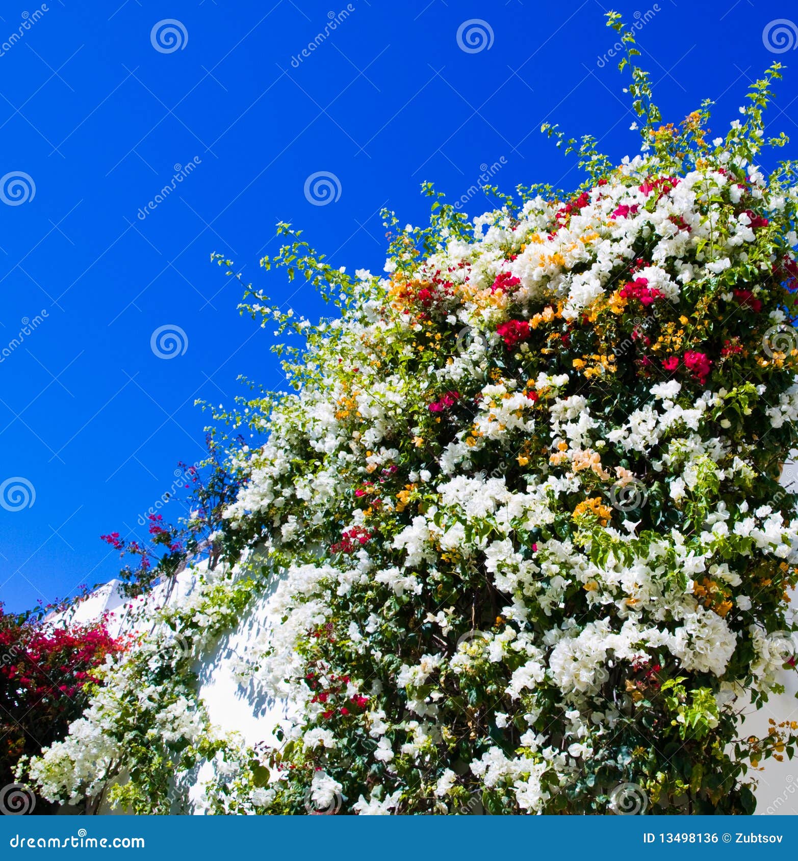 Flowers on the wall. stock photo. Image of wall, white 13498136