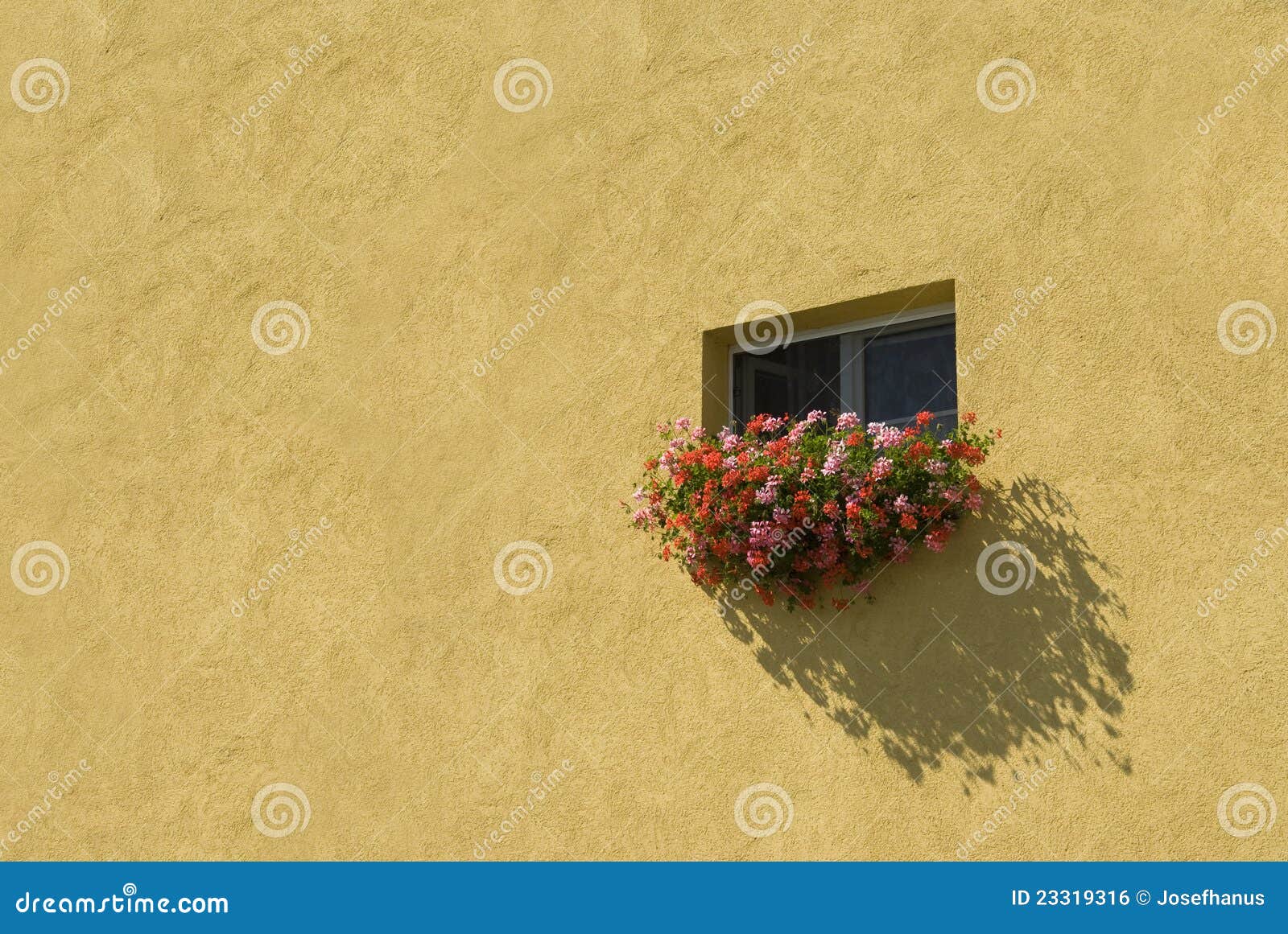 Flowers on the wall stock photo. Image of summer, home 23319316