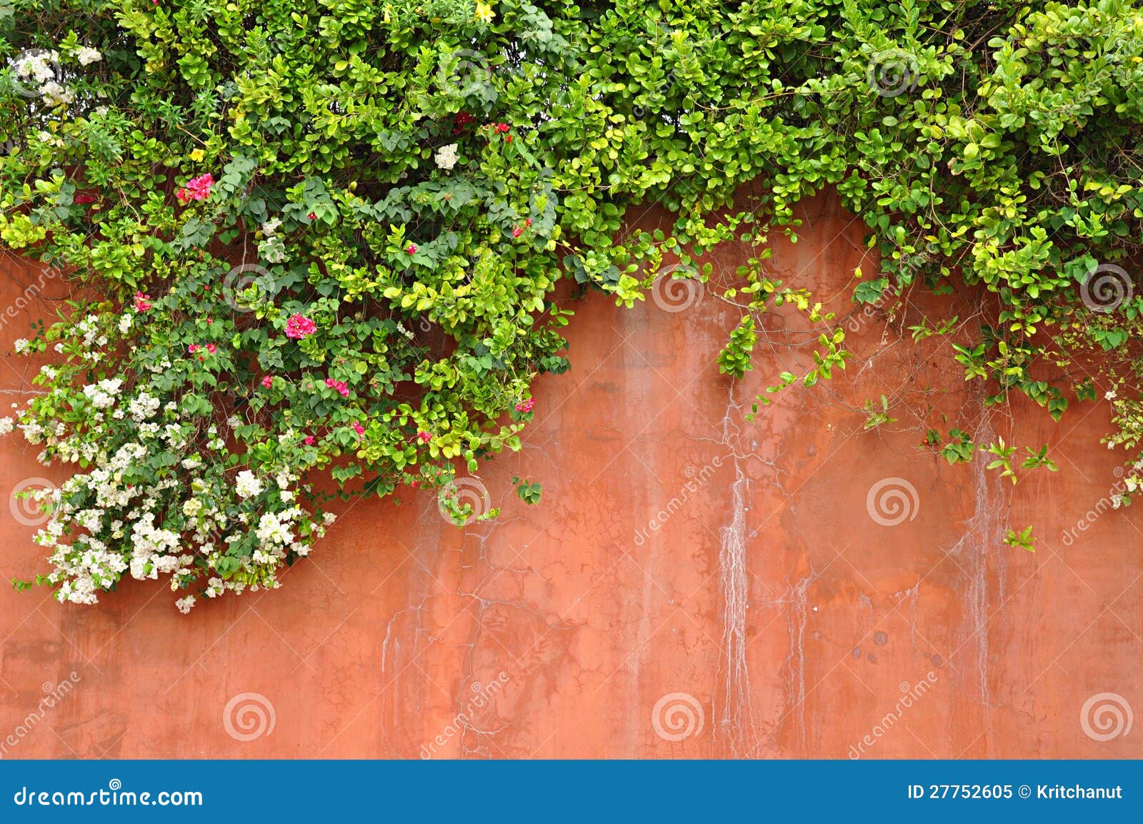 Flowers on the wall stock image. Image of exterior, green 27752605