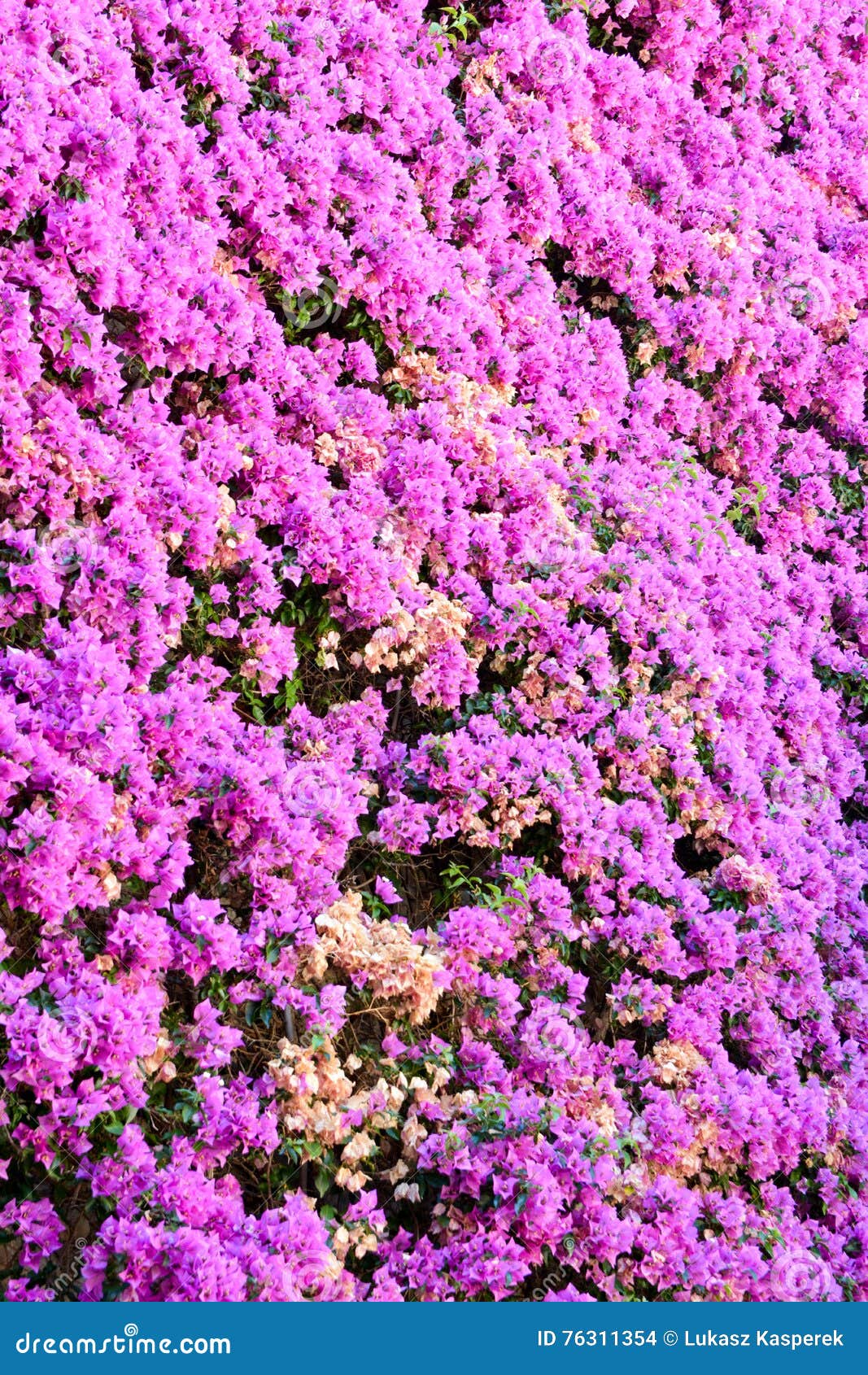 Flowers on the wall stock photo. Image of vacation, provence 76311354
