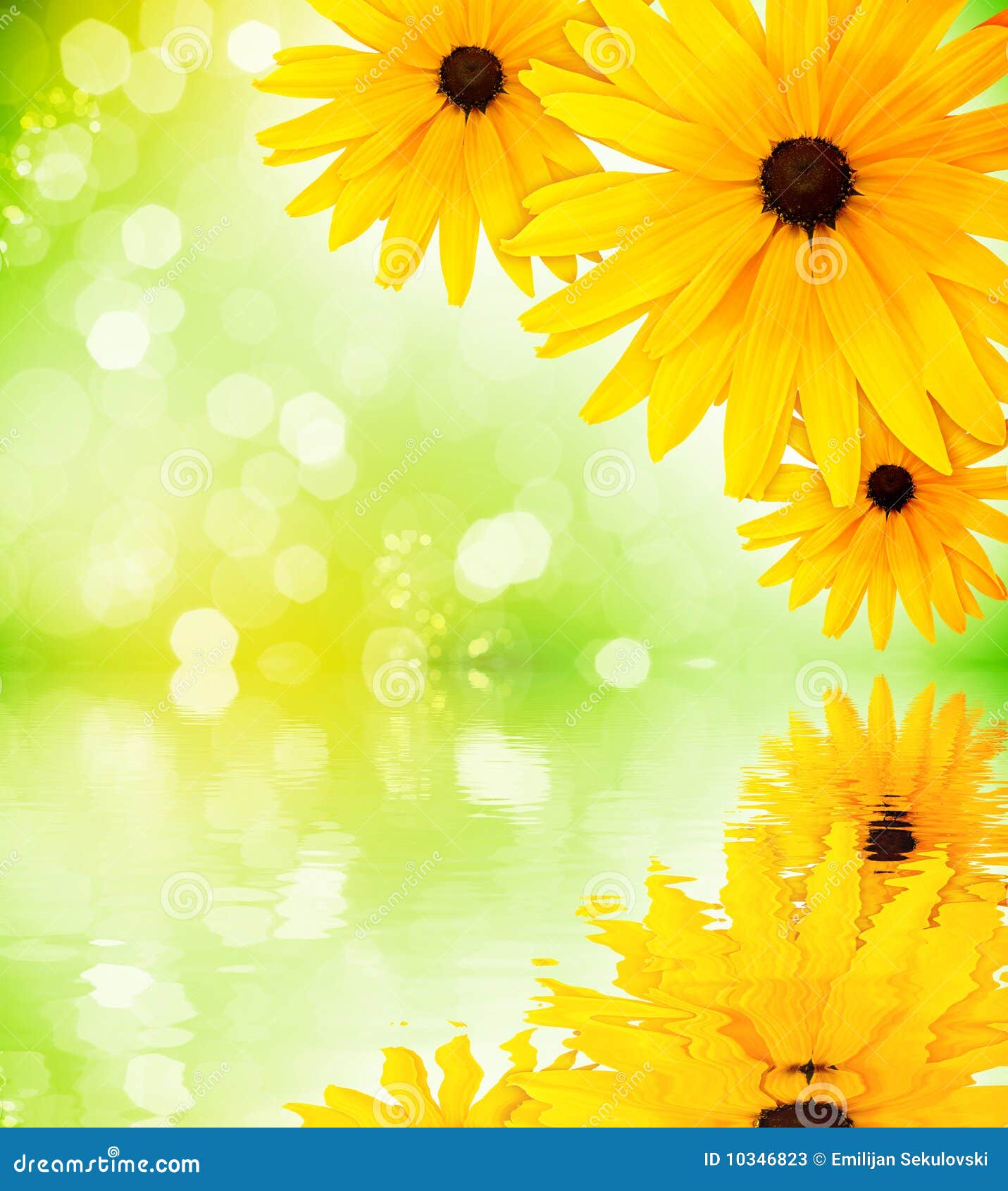 Flowers water reflection stock image. Image of background 10346823