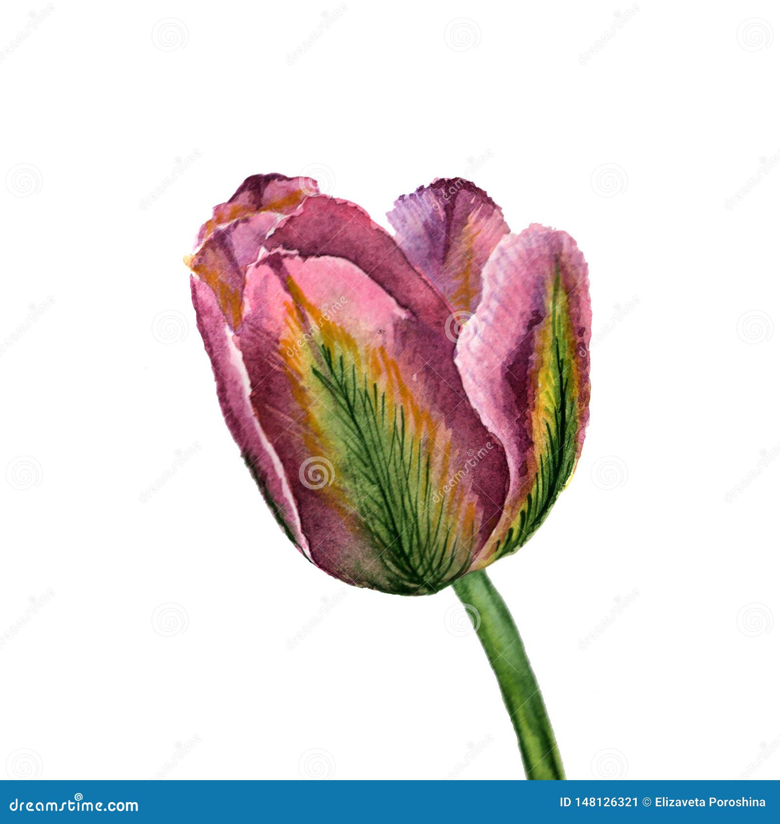 Flowers Watercolor Illustration. a Tender Pink-green Tulip on a White ...
