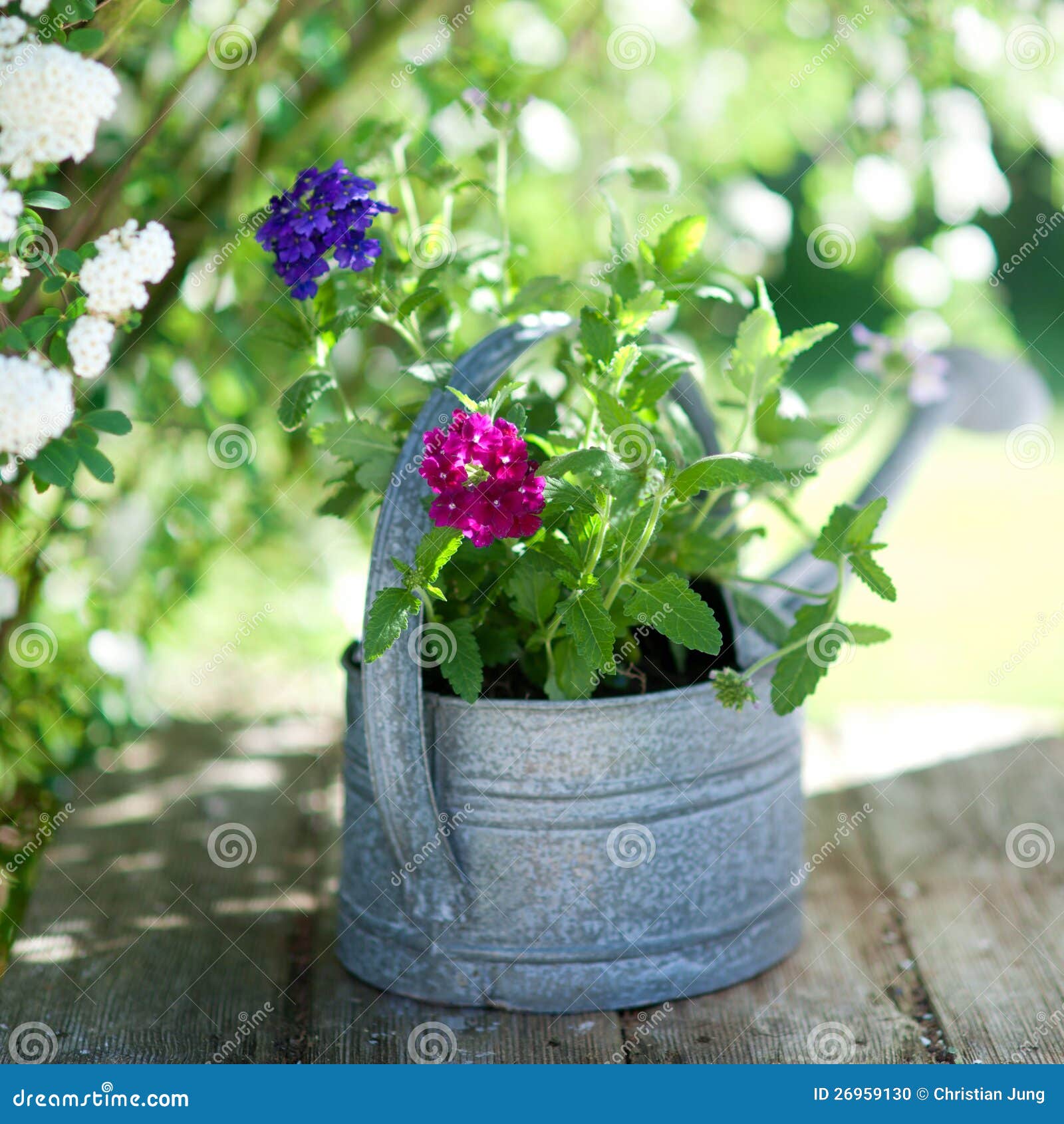 Flowers in a watering can stock photo. Image of flower 26959130