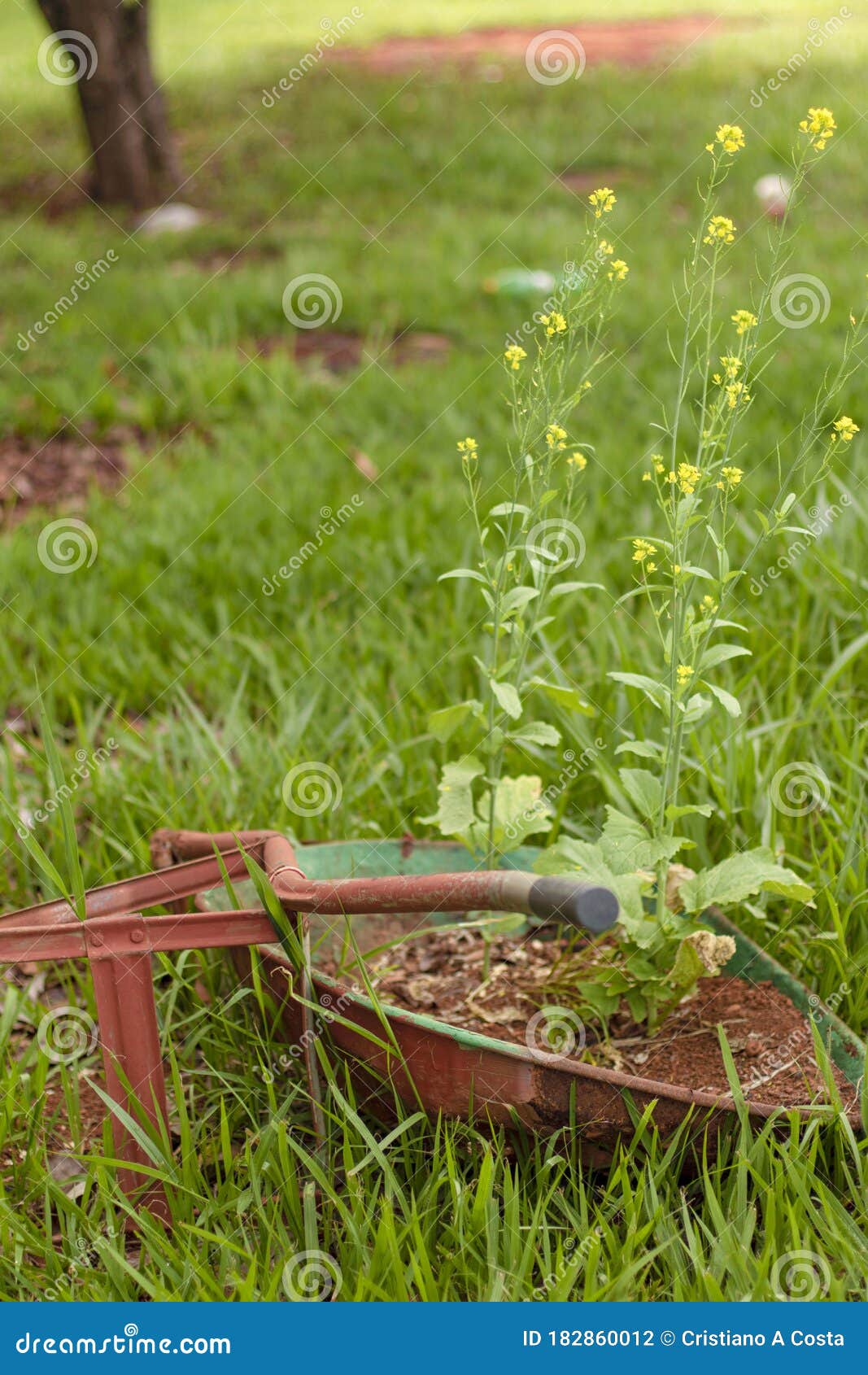 flowers in the wheelbarrow in the garden