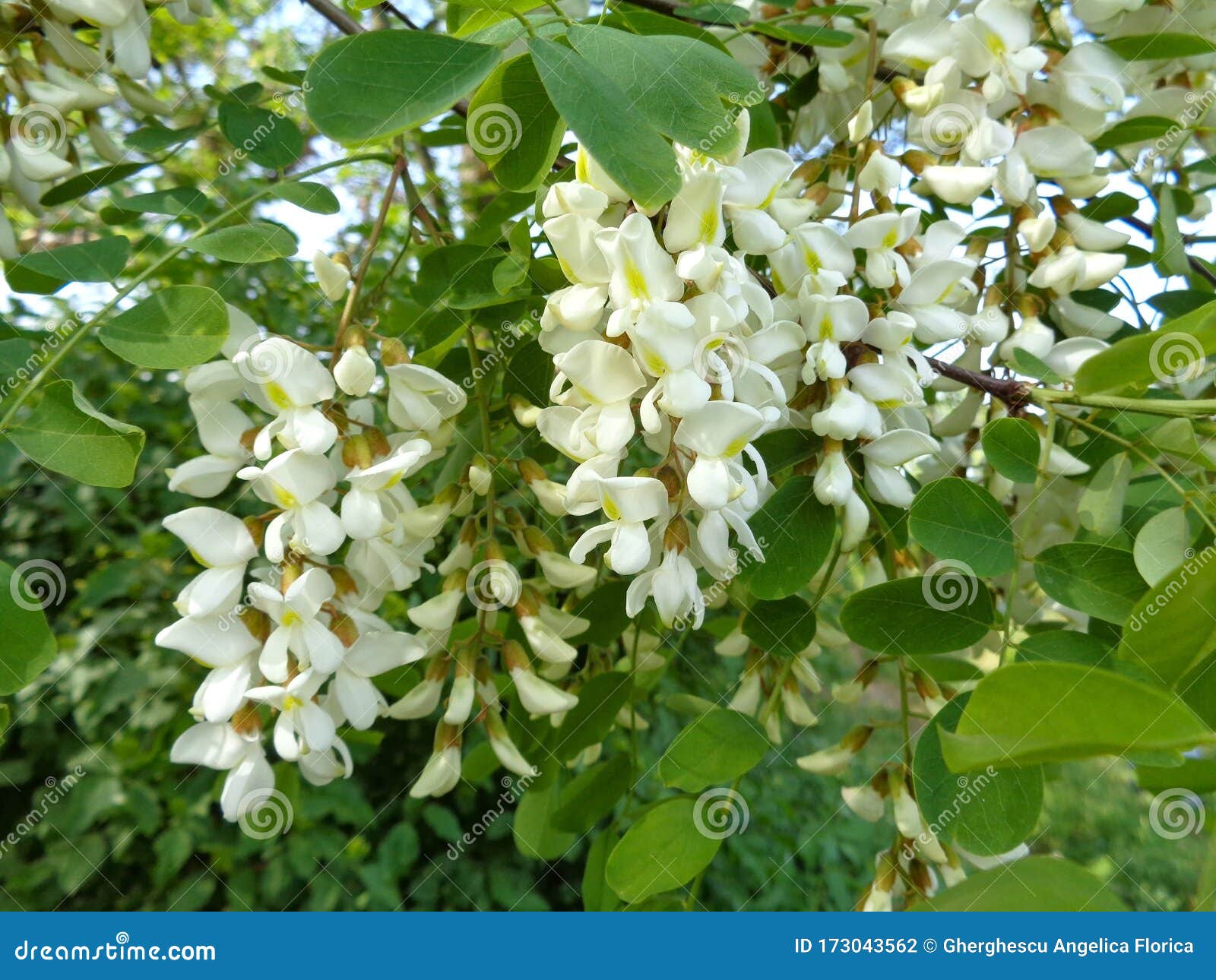 Flowers Of White Acacia Flowers Black Locust Robinia Pseudoacacia Close Up Stock Photo Image Of Garden Fresh Flowers Of White Acacia Flowers Black Locust Robinia Pseudoacacia Close Up Stock Photo Image Of Garden Fresh