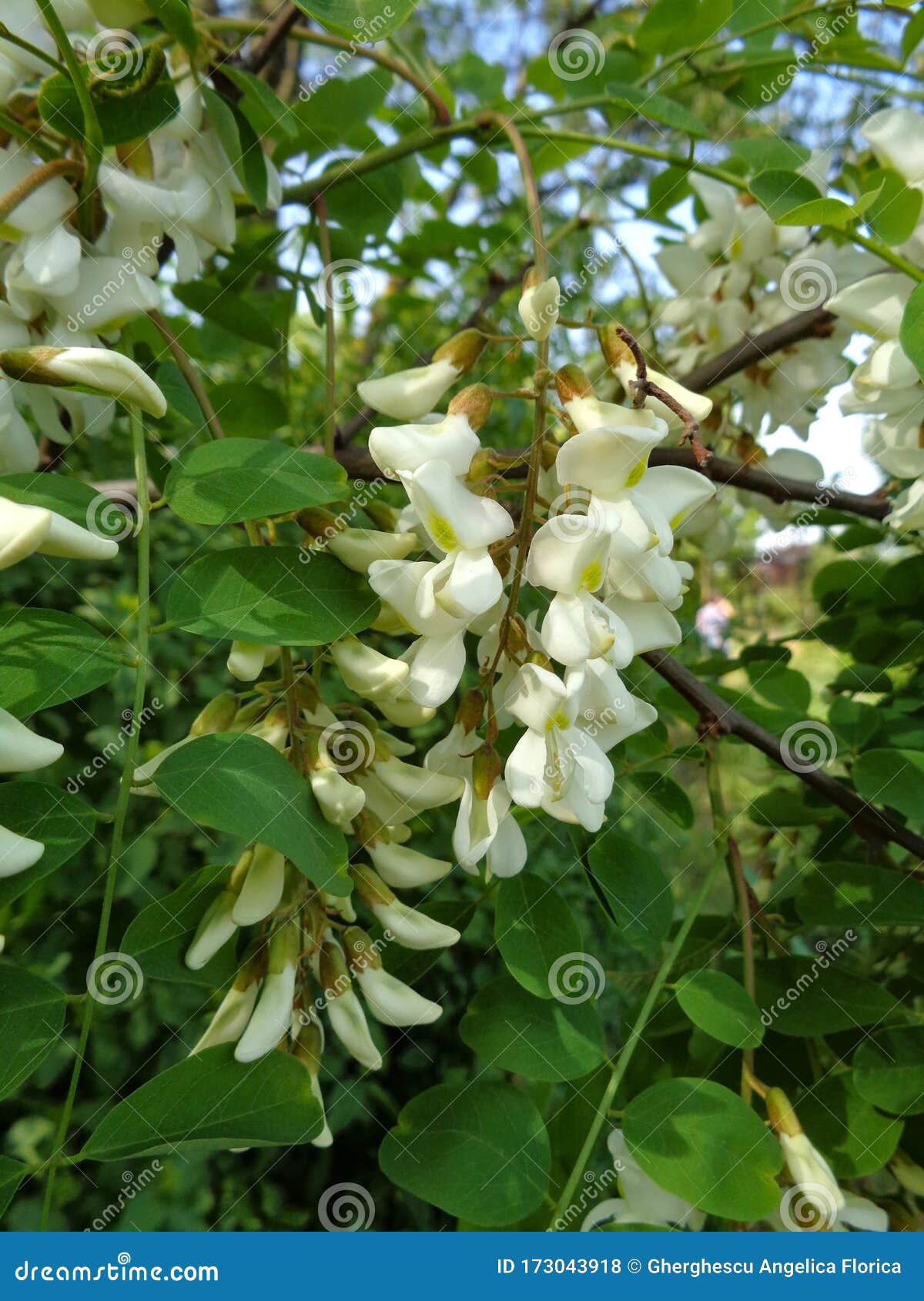 Flowers Of White Acacia Flowers Black Locust Robinia Pseudoacacia Close Up Stock Photo Image Of Agriculture Closeup Flowers Of White Acacia Flowers Black Locust Robinia Pseudoacacia Close Up Stock Photo Image Of Agriculture Closeup