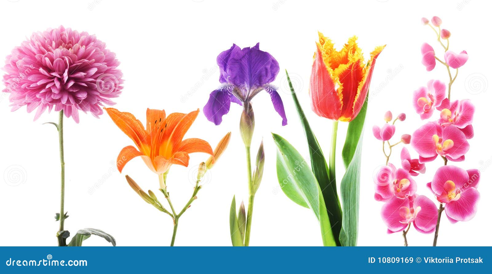 Flowers On A White Background Stock Image - Image of fragrant, lily