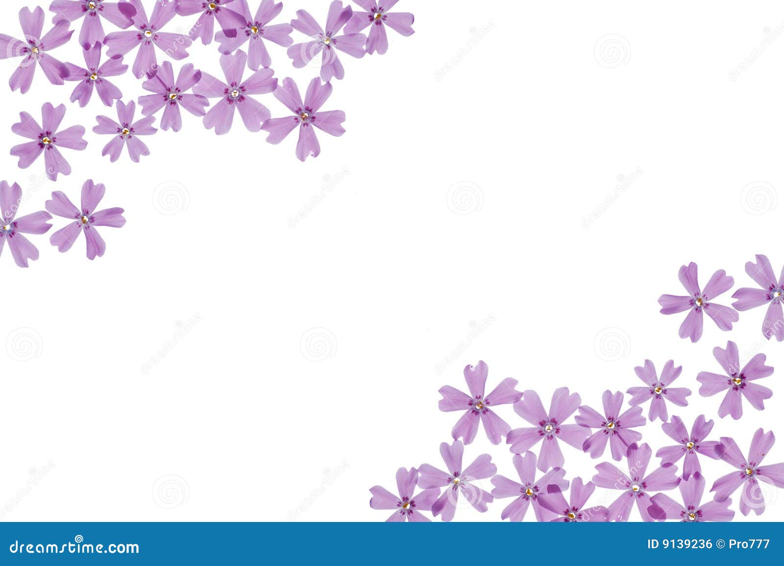Flowers on White Background Stock Photo - Image of beautiful, lilac