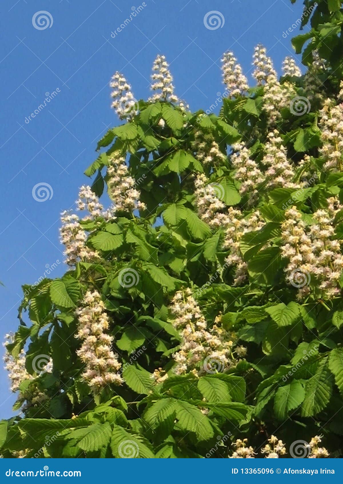Flowers of White Chestnut Tree on Blue Sky Stock Photo Image of bloom
