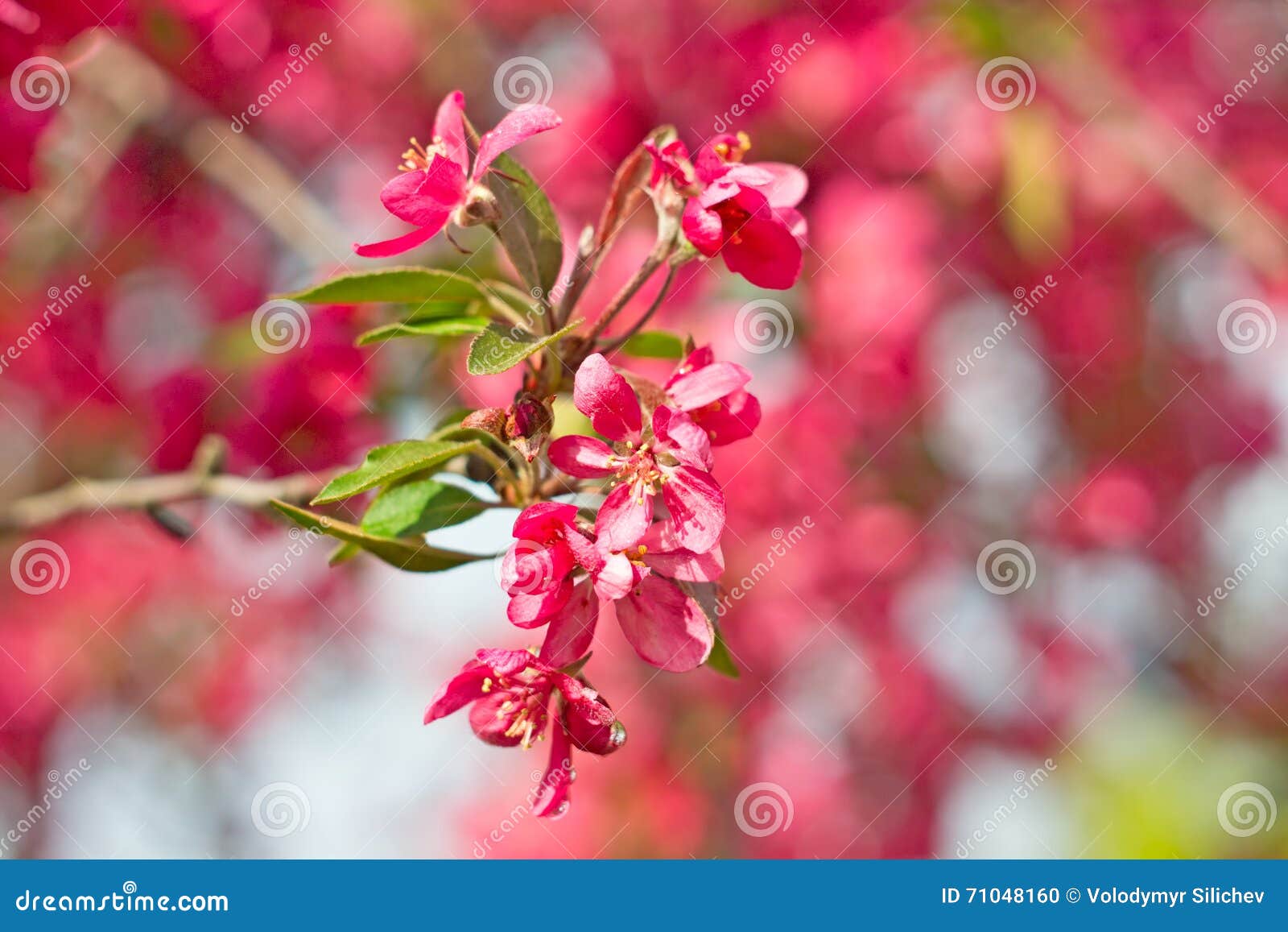 Flowers of Wild Apple Trees in the Bloom Season Stock Photo Image of