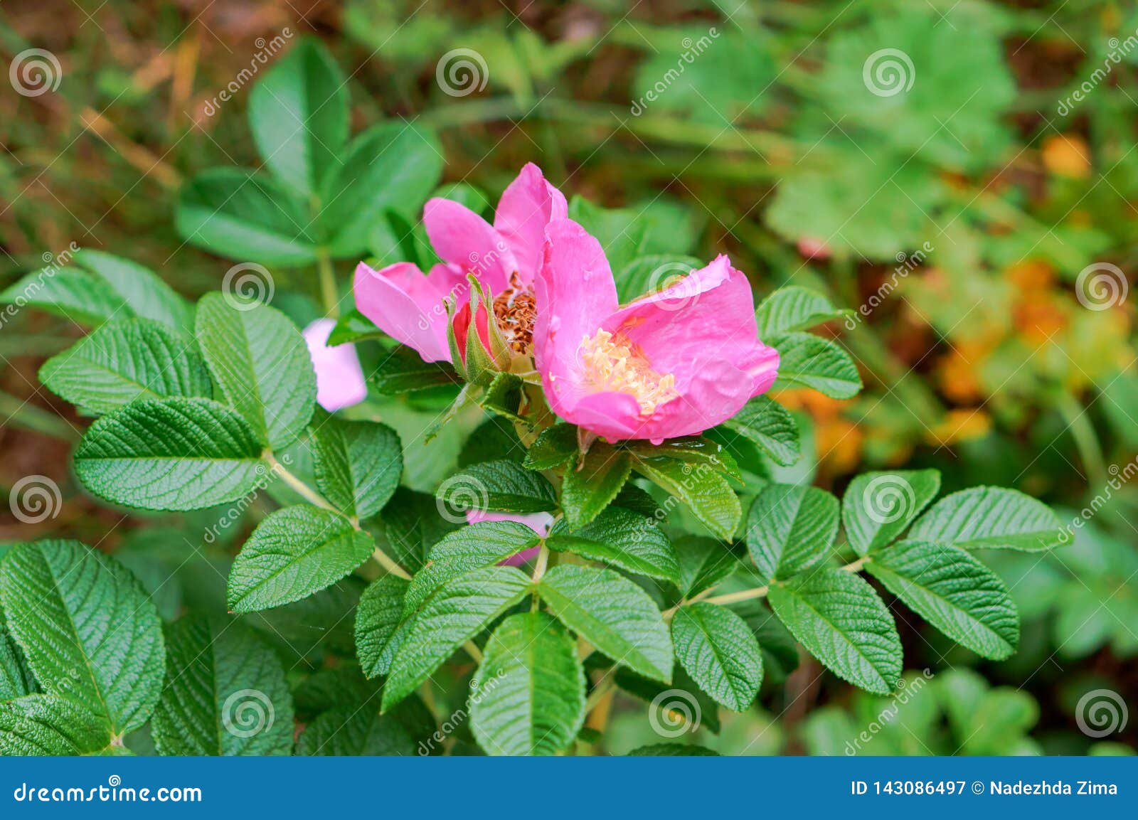 The Flowers of Wild Rose Medicinal, Blooming Wild Rose Bush Stock Image