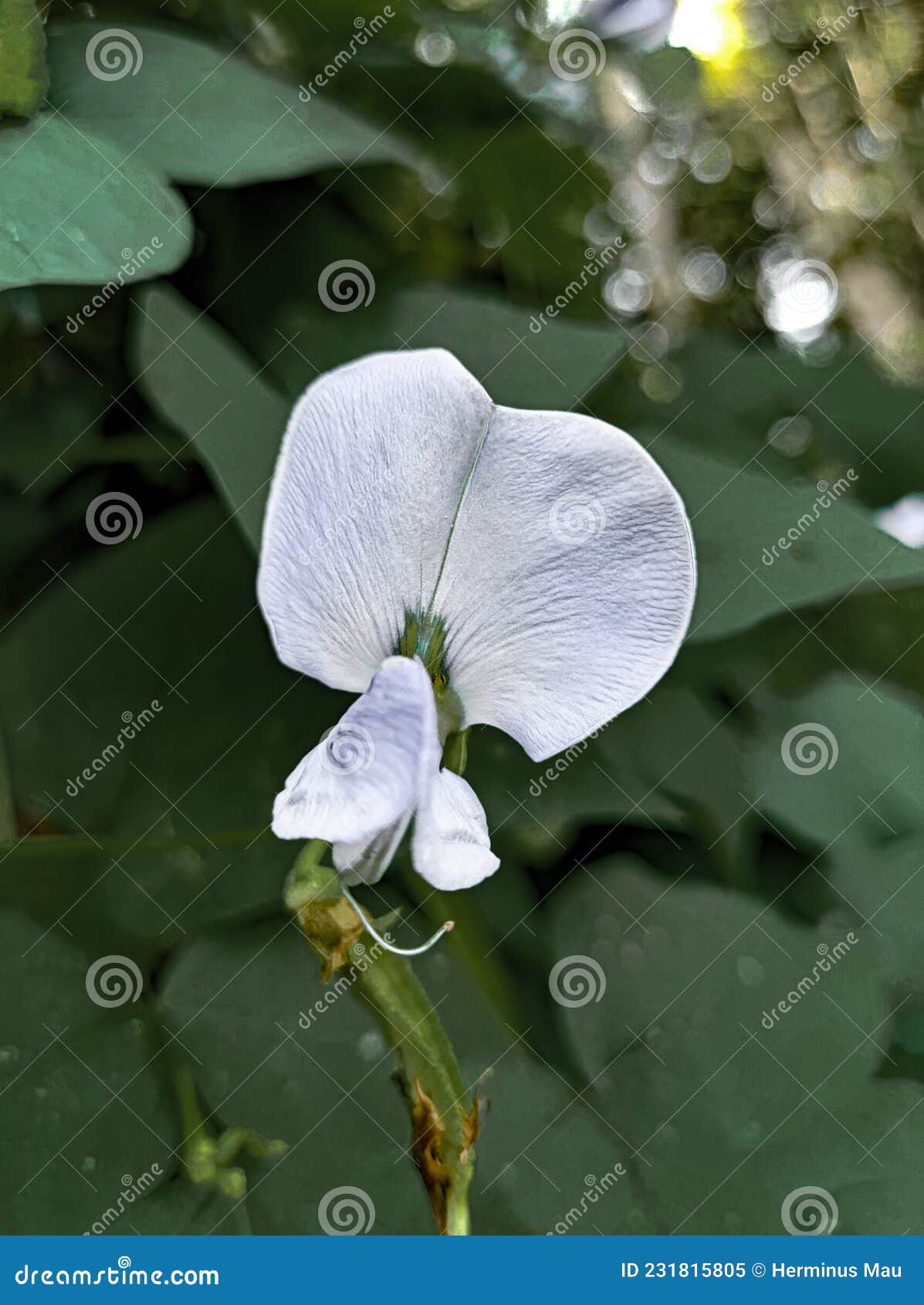 Flowers that Will Fruit Stock Image Image of petal, leaf