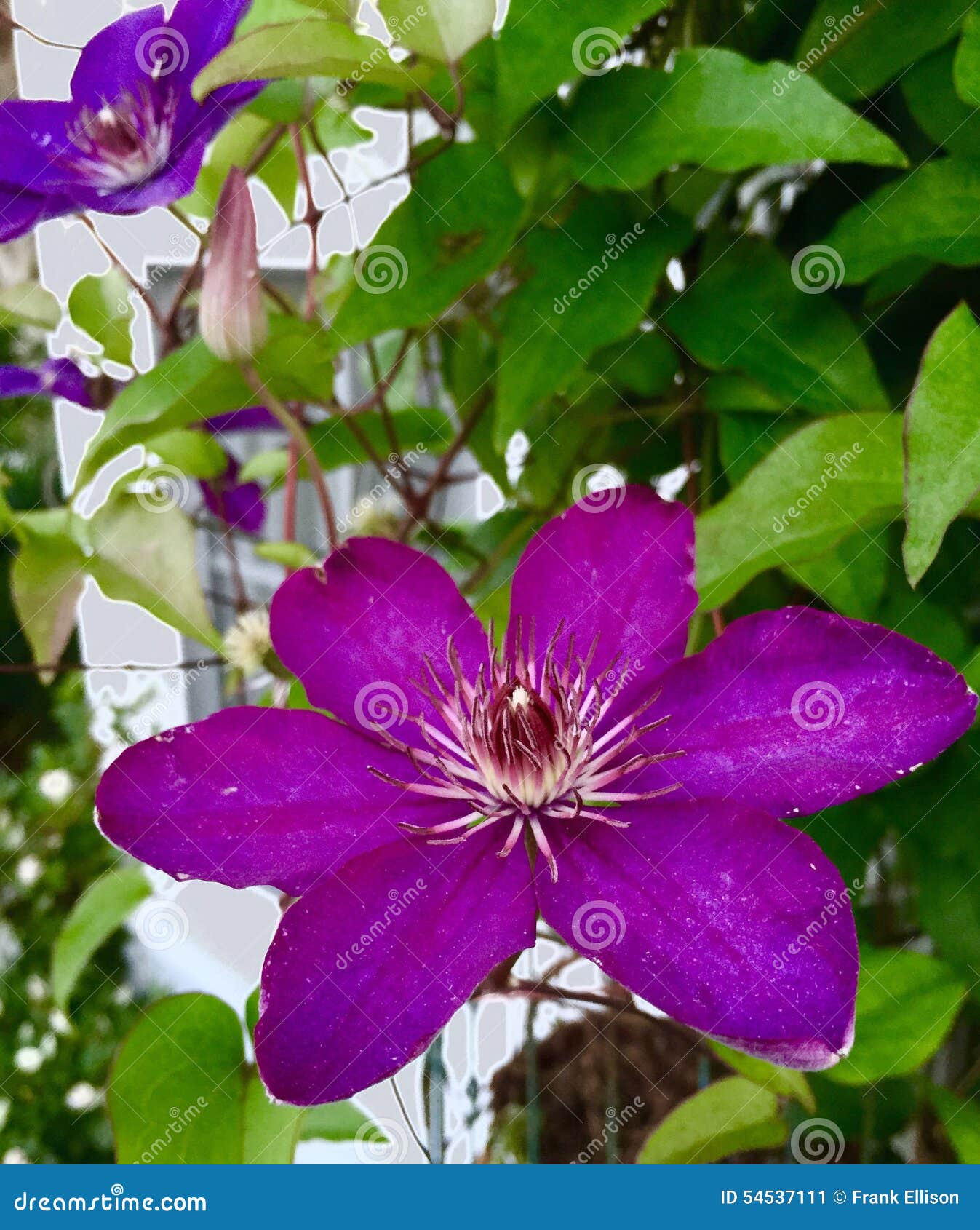 Flowers in the Window stock image. Image of window, gardens 54537111