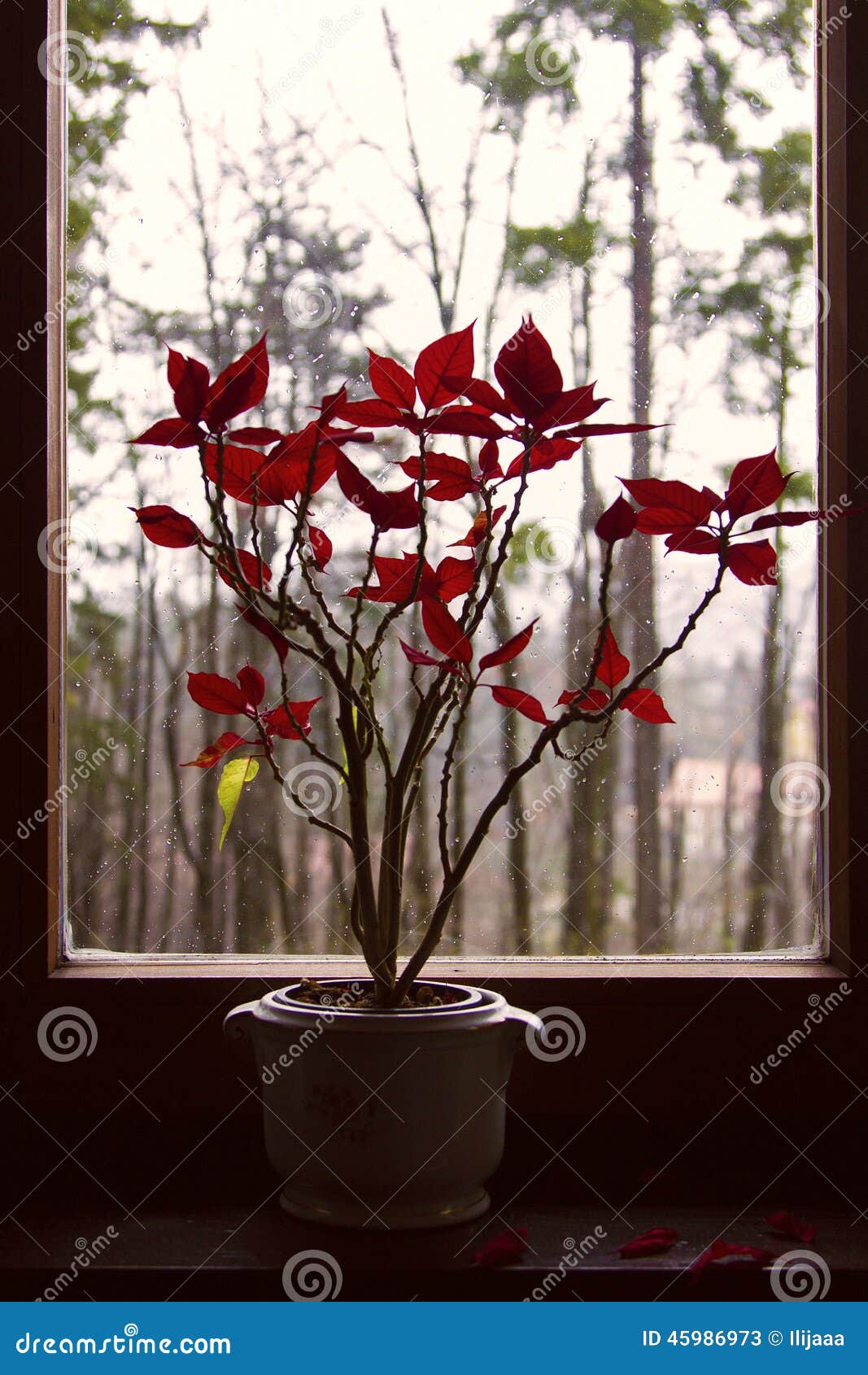 Flowers in the Window stock image. Image of leaves, flower 45986973
