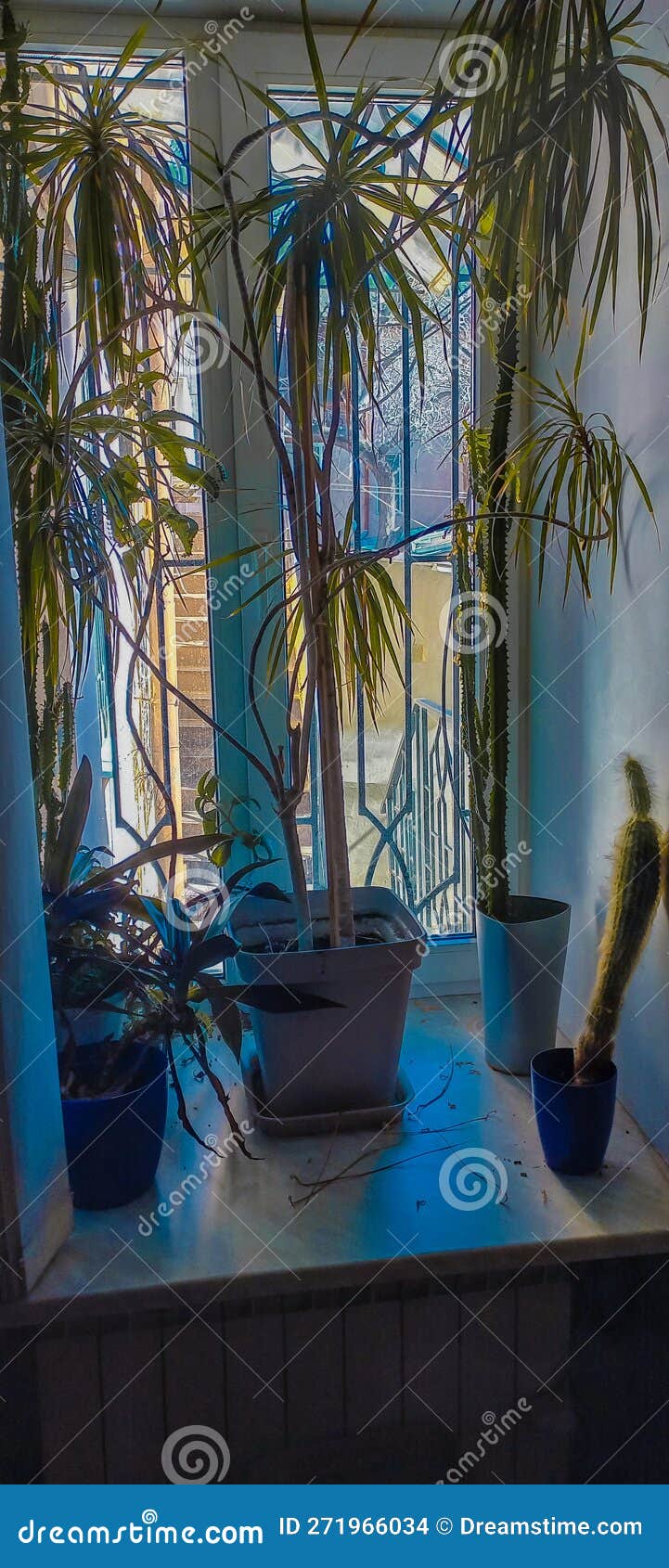 Flowers on the windowsill stock photo. Image of flower 271966034