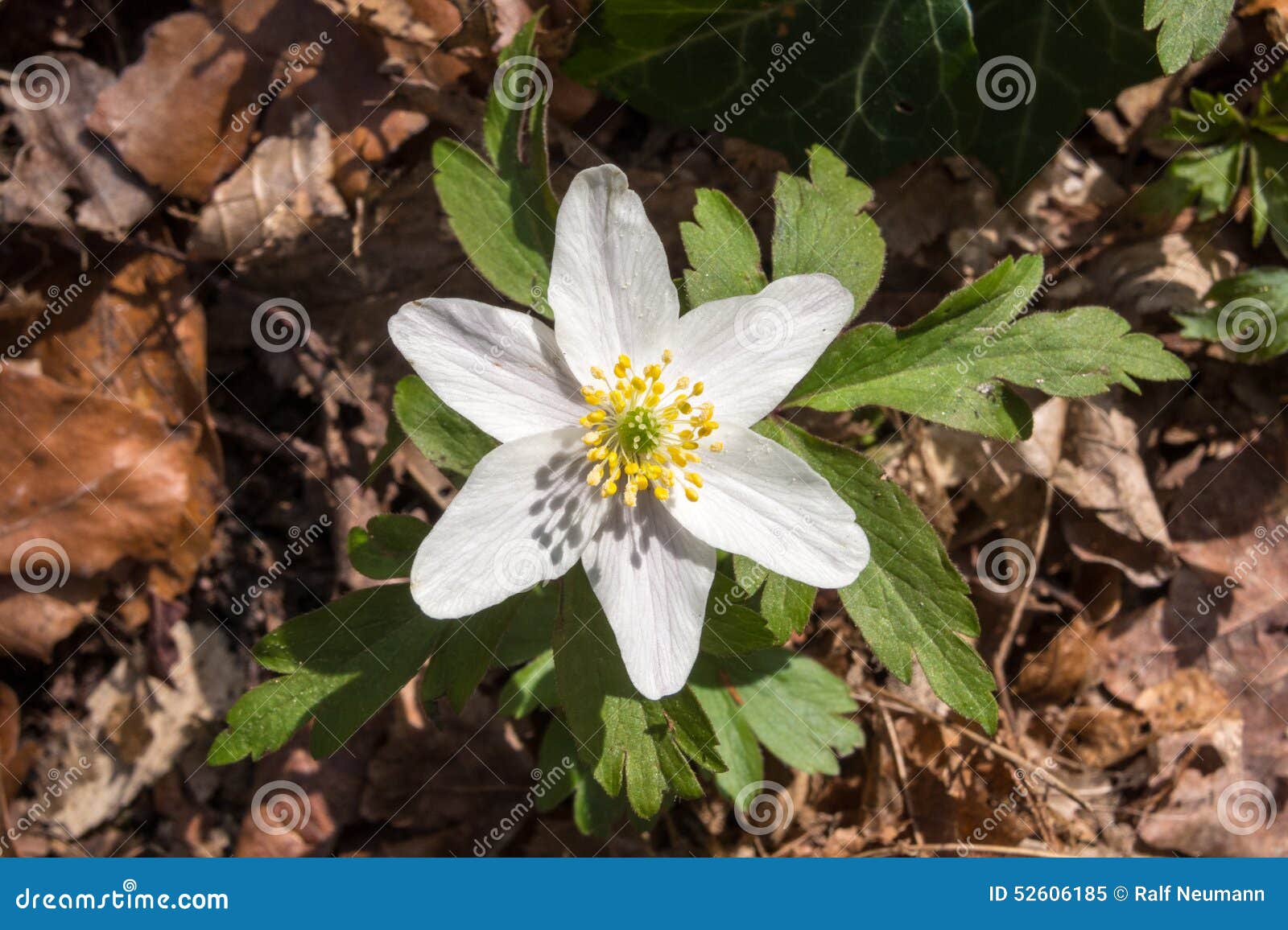 Flowers of the Wood Anemone in Spring Stock Image Image of spring