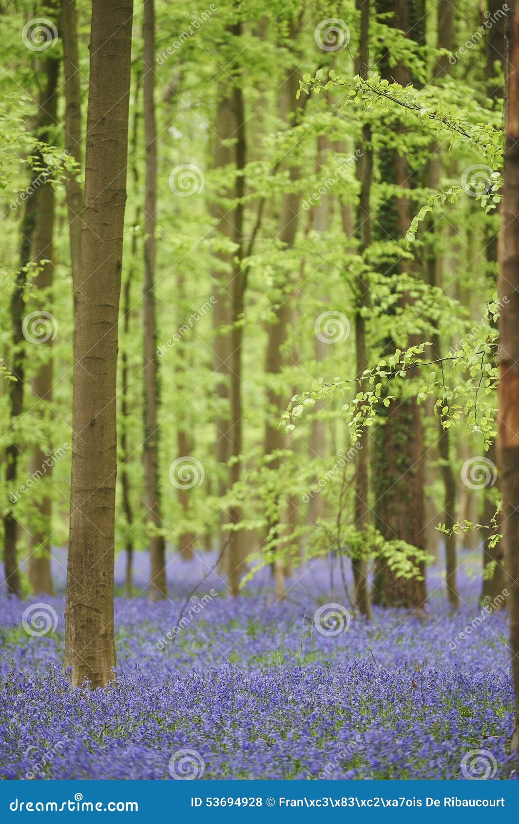 flowers in woods near hal, belgium