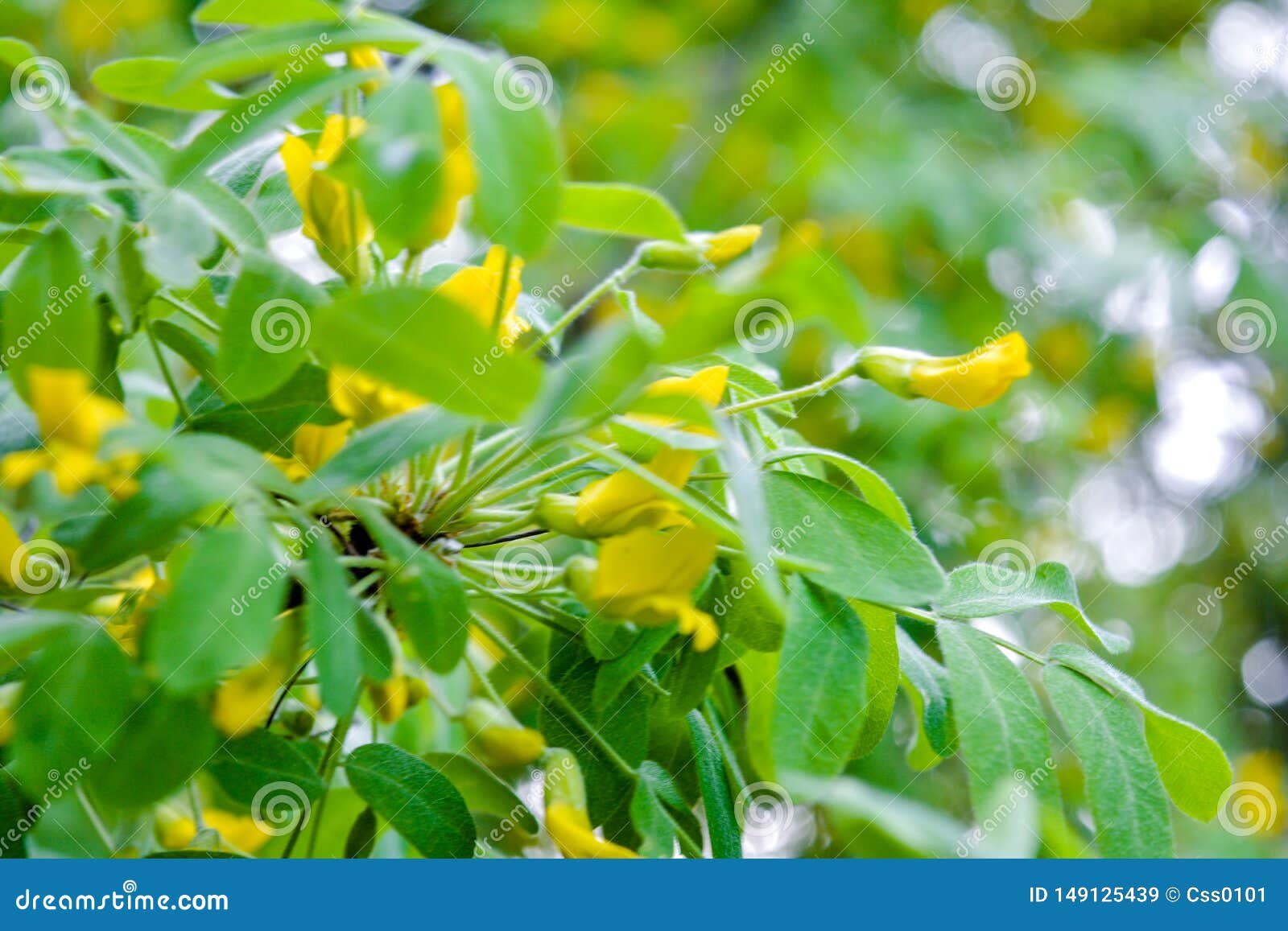 flowers of yellow acacia shrub. blooming caragan arborescenes tree