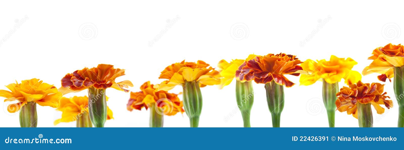 Flowers yellow and red stock image. Image of forest, growth 22426391