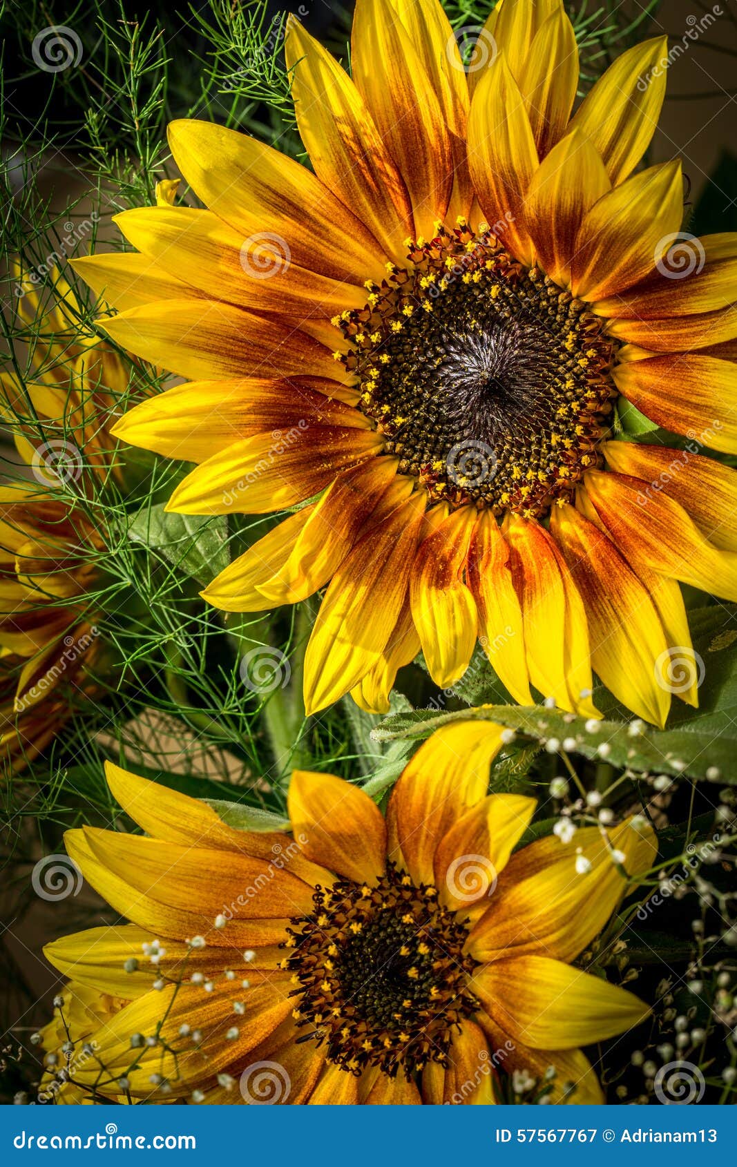 Flowers Yellow and Red Sunflower Stock Image Image of outdoors