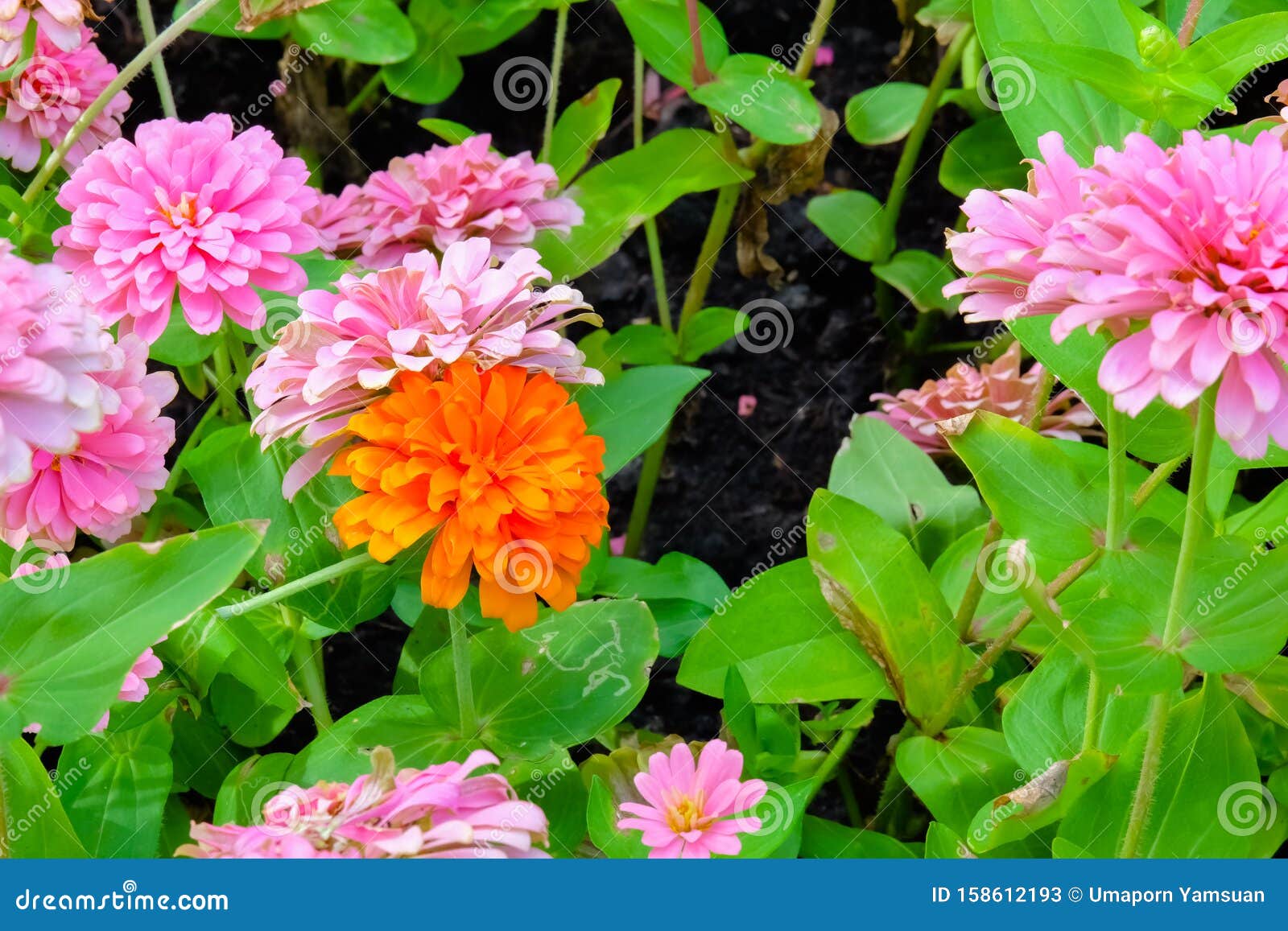 Flowers Zinnia Elegans Common Zinnia Flower Background Is A Single Leaf Herbaceous Plant With A Bouquet Of Red Pink Orange Stock Image Image Of Leaf Botanical 158612193