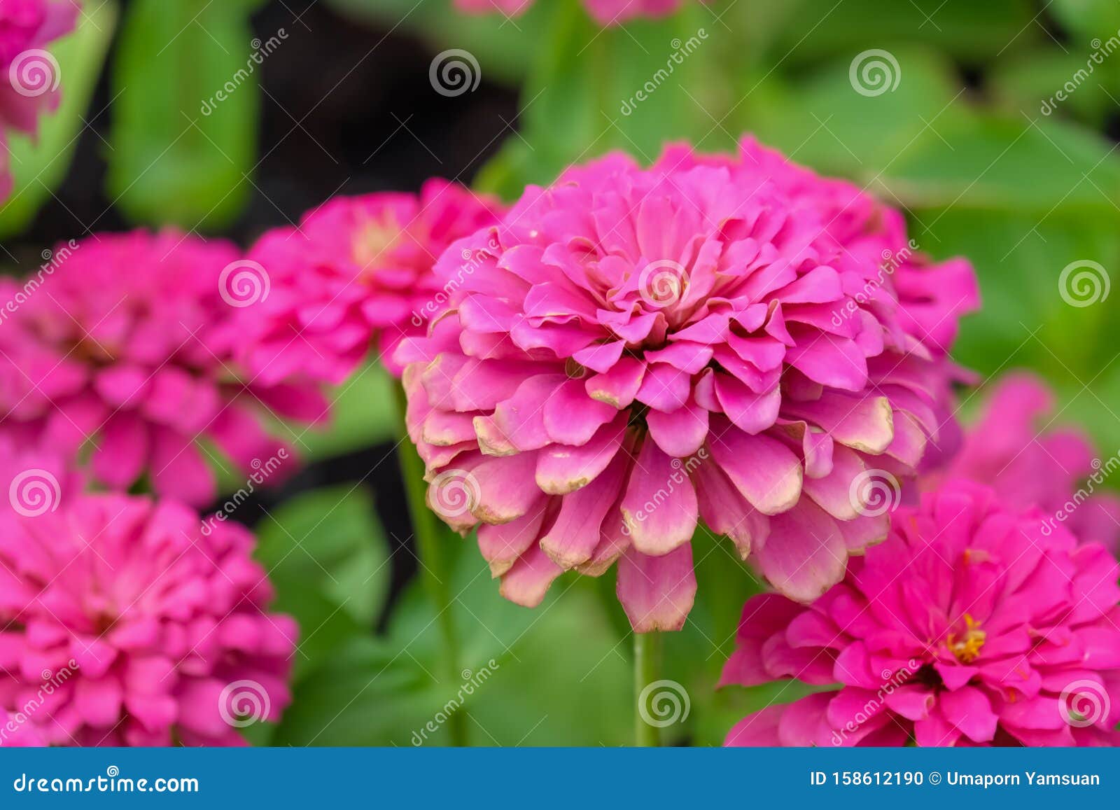 Flowers Zinnia Elegans Common Zinnia Flower Background Is A Single Leaf Herbaceous Plant With A Bouquet Of Red Pink Orange Stock Photo Image Of Blossom Fresh 158612190