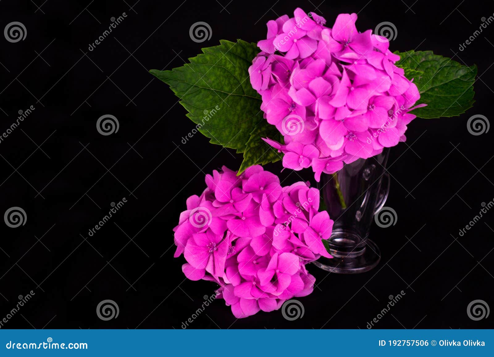 flowers  pink hydrangea on black background.copy space.