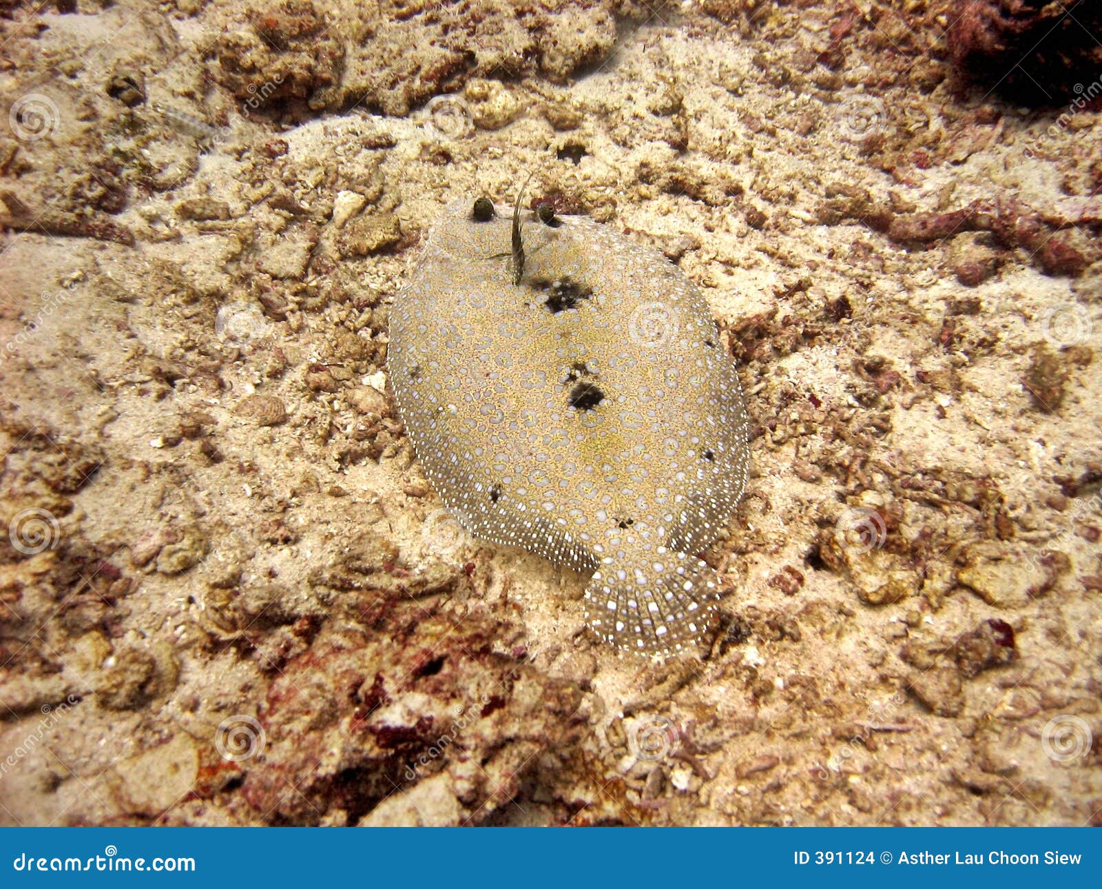 Flowery Flounder stock photo. Image of aquatic, dweller 391124