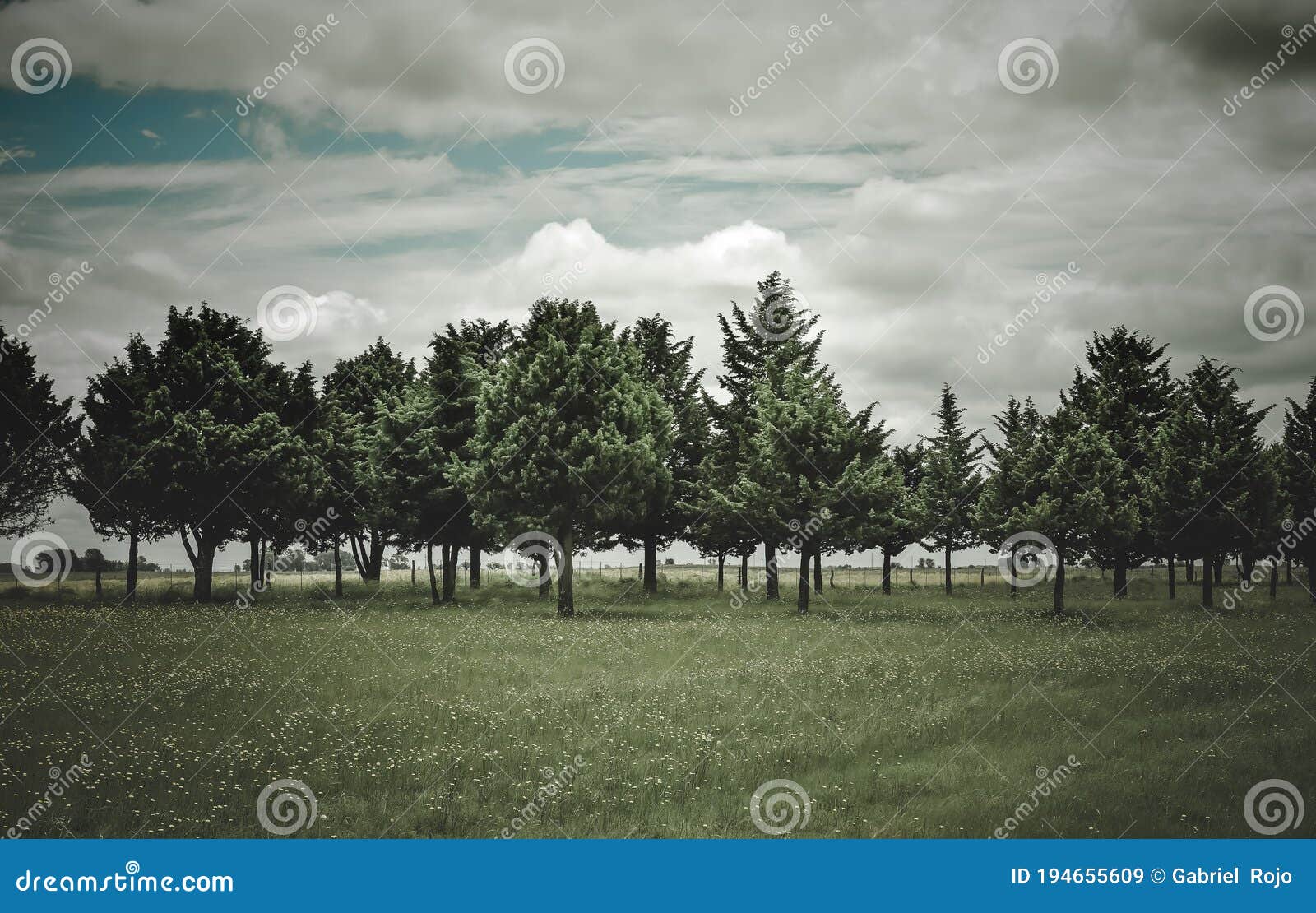 flowery landscape in the plain,