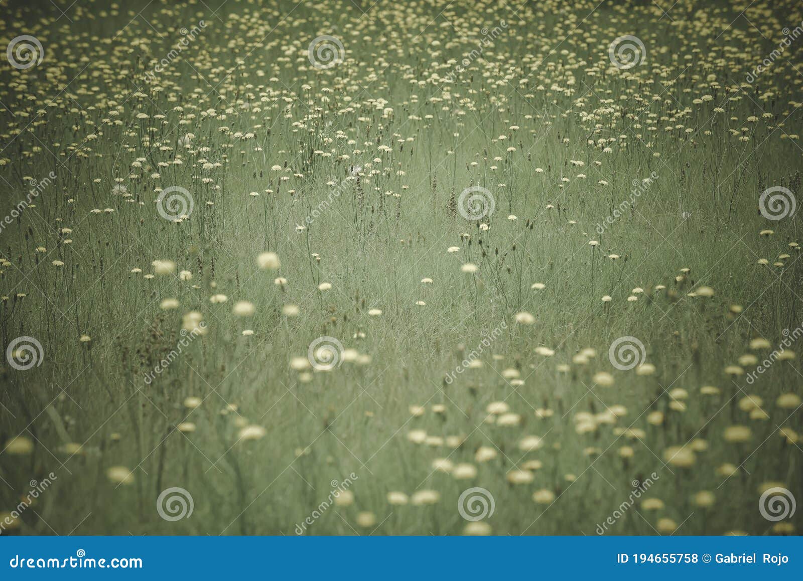 flowery landscape in the plain,