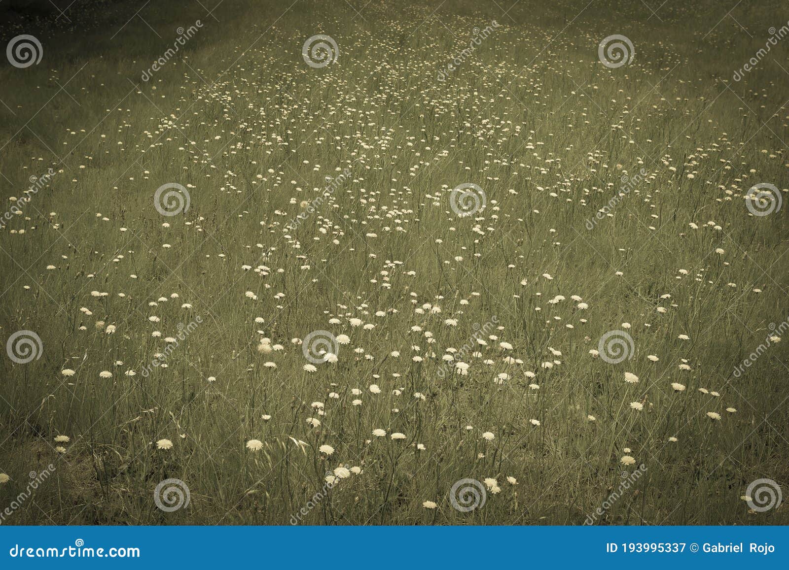 flowery landscape in the plain,