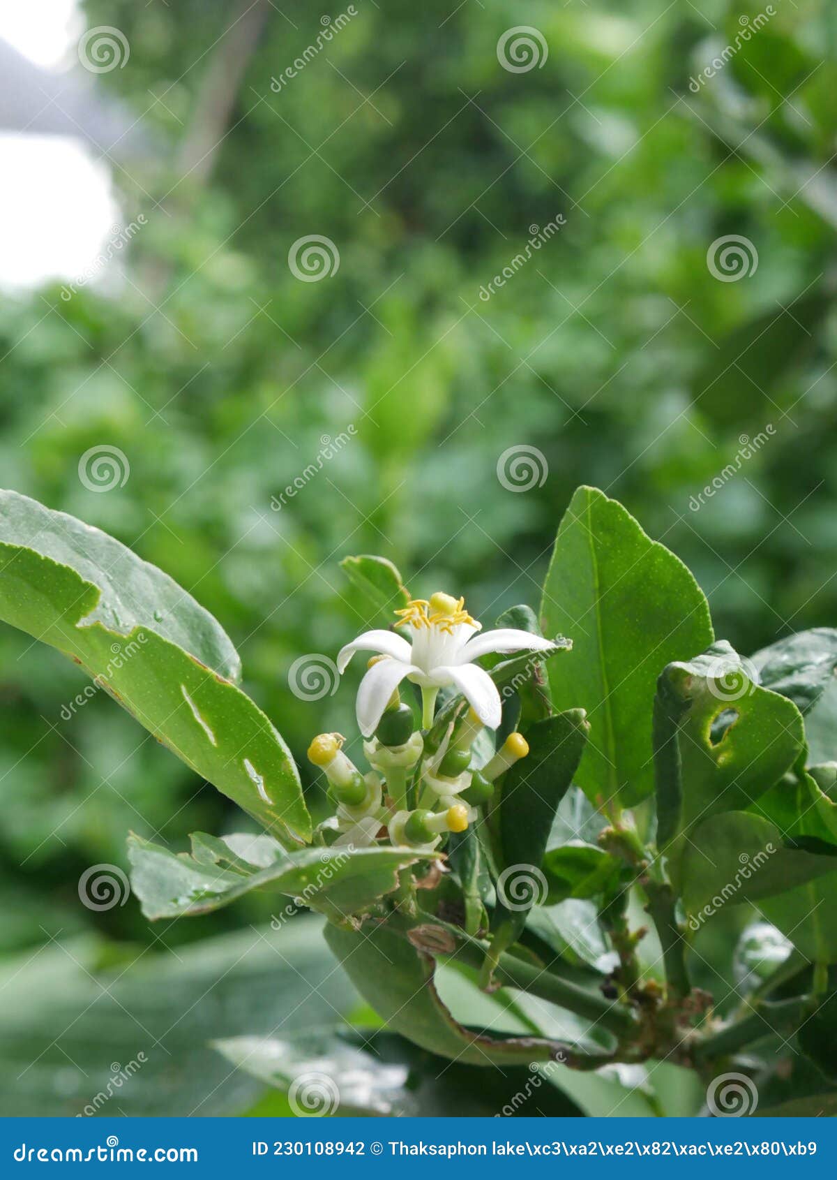 Flowerâ€‹ lime green stock photo. Image of flower, branch 230108942