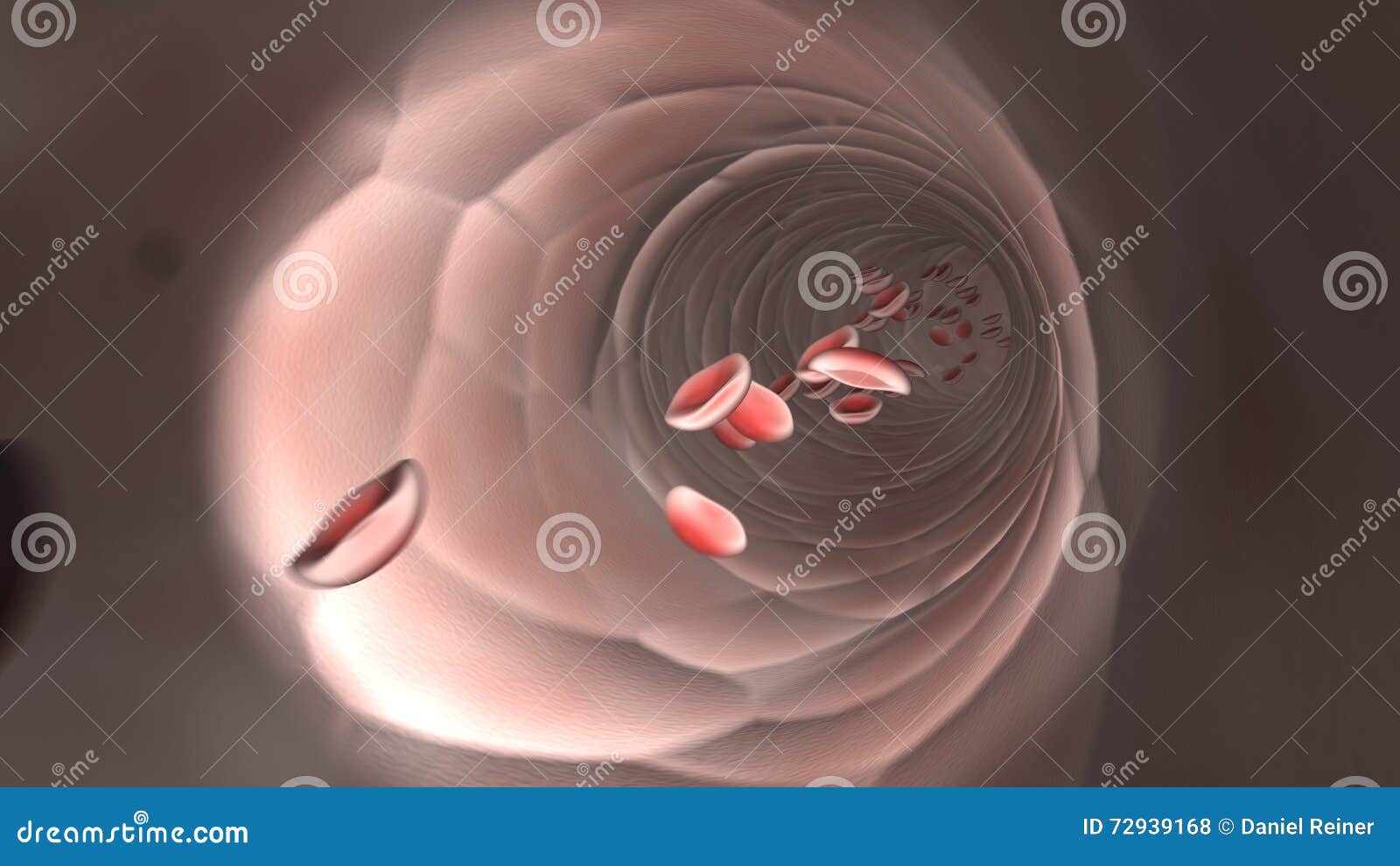 Flowing Red Blood Cells in a Vein Stock Illustration Illustration of