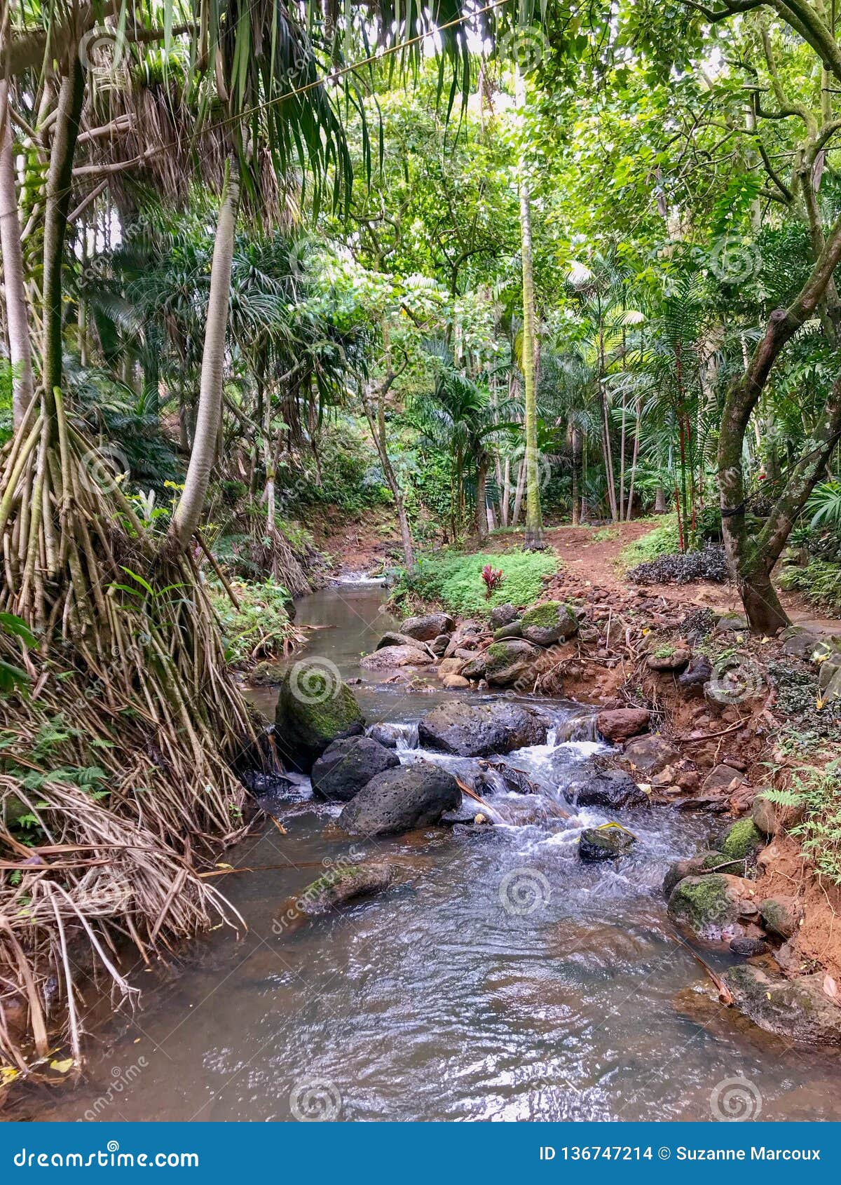 Flowing Stream Princeville Botanical Gardens Kauai Hawaii Usa