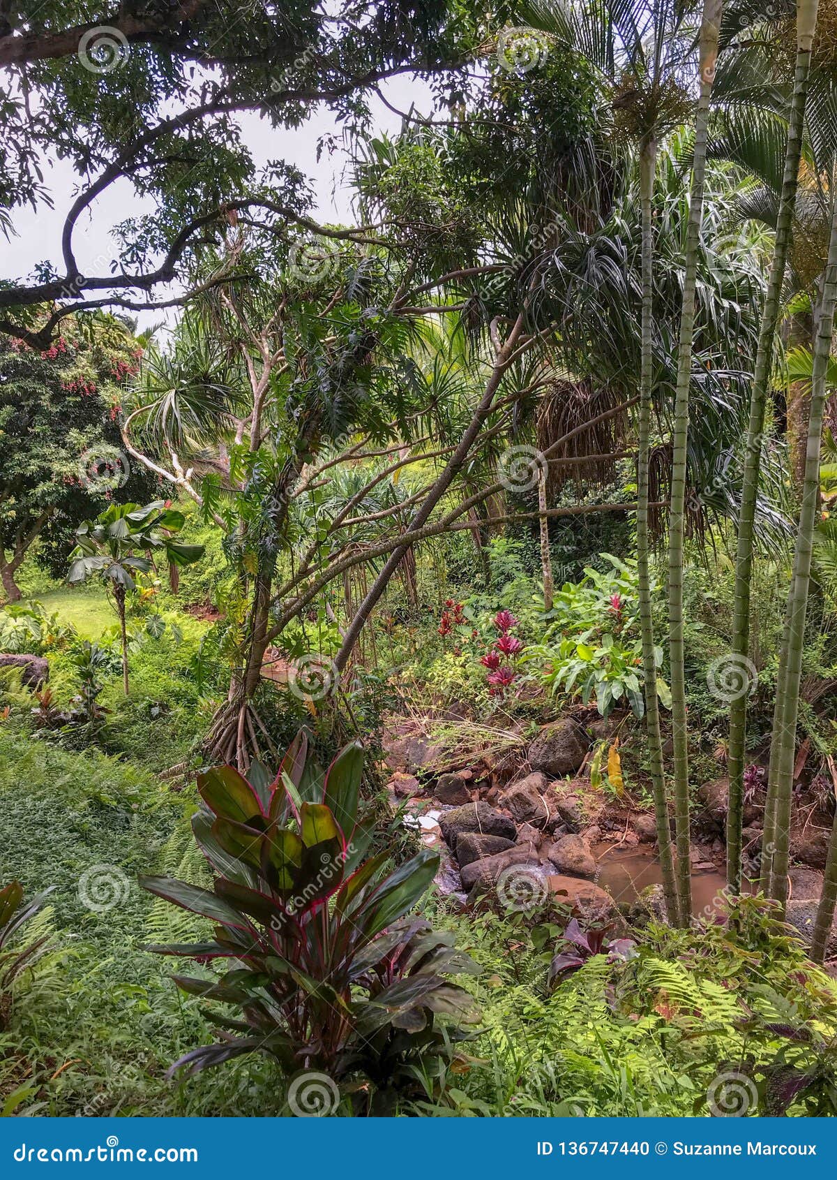 Flowing Stream, Princeville Botanical Gardens, Kauai, Hawaii, USA Stock ...