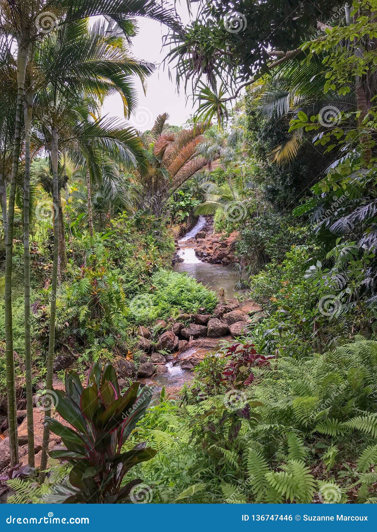 Flowing Stream Princeville Botanical Gardens Kauai Hawaii Usa