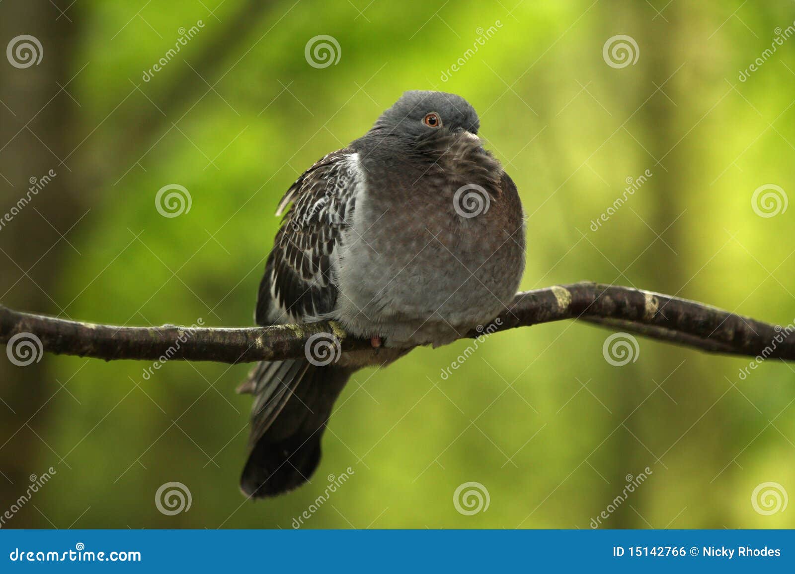Fluffed up pigeon stock photo. Image of perched, cozy 15142766