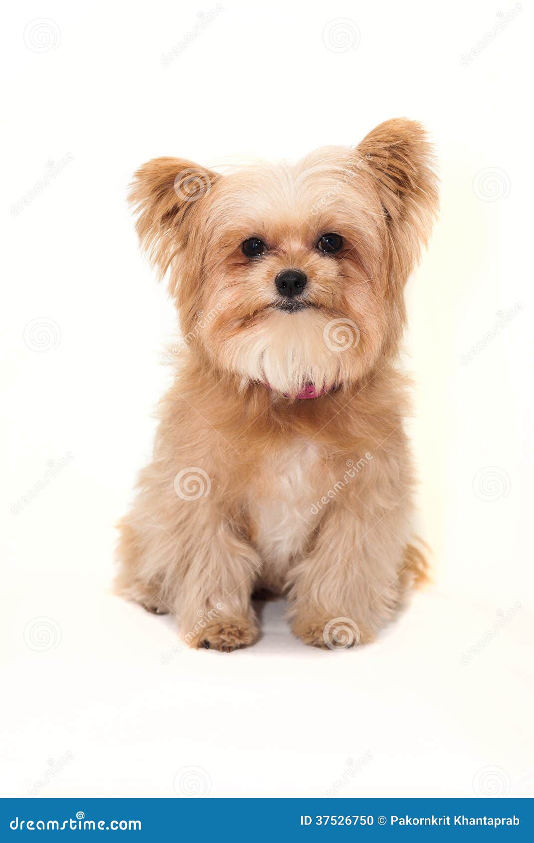 Fluffig hund arkivfoto. Bild av angus 37526750