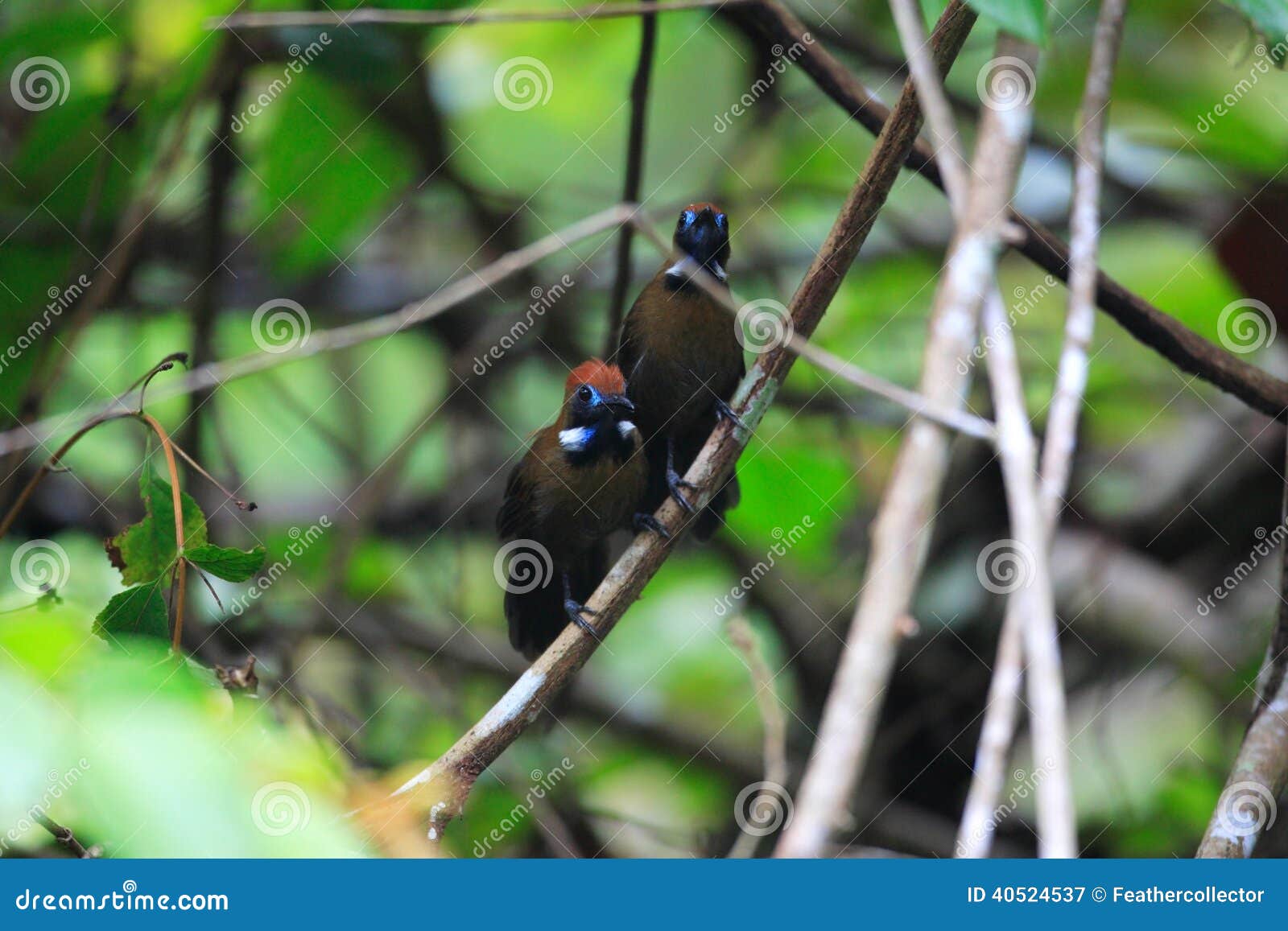 Fluffy-backed Tit-Babbler stock image. Image of indonesia - 40524537