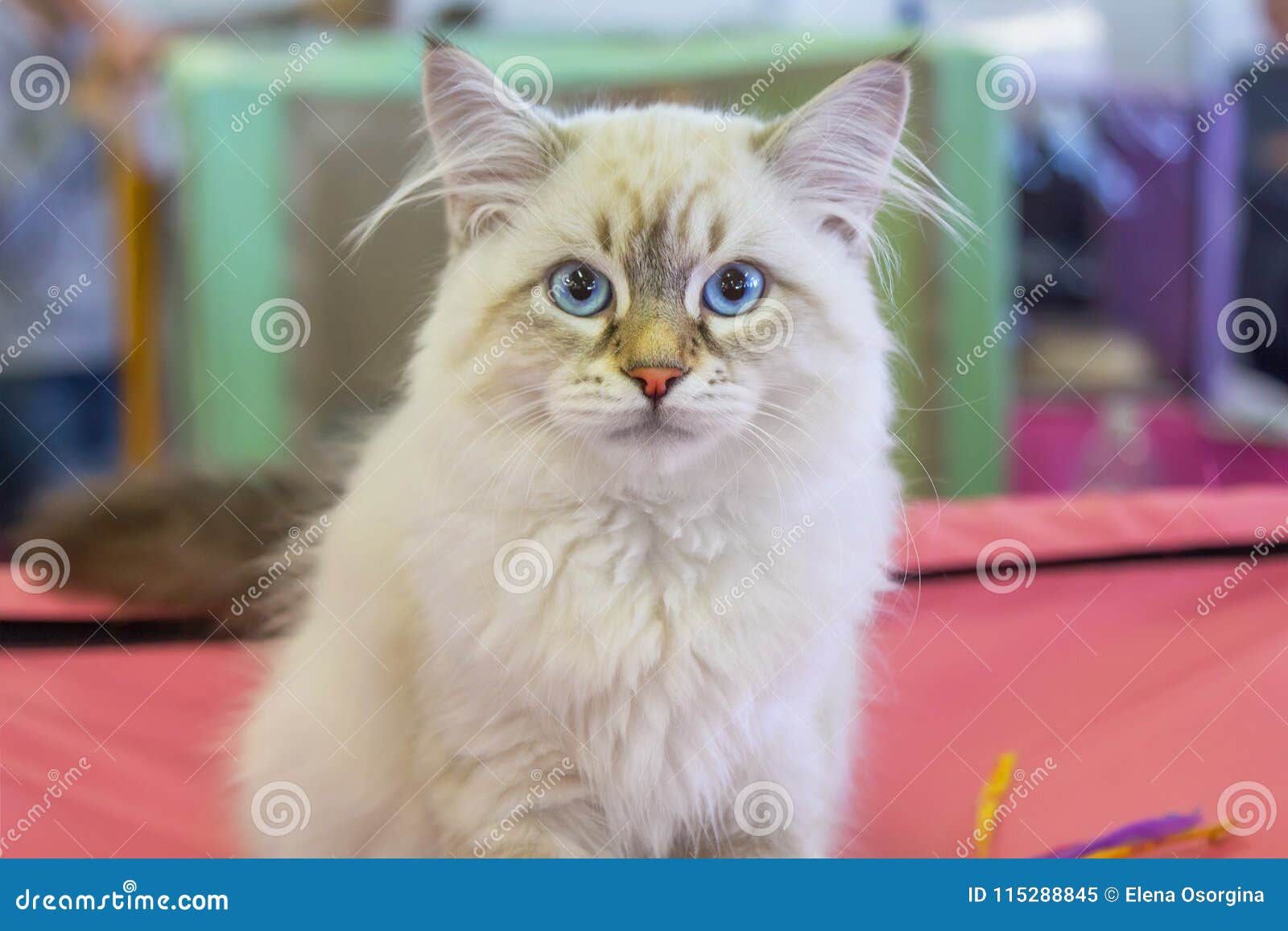 Neva Masquerade Kitten Of Siberian Breed Stock Image Image Of Face Looking 115288845