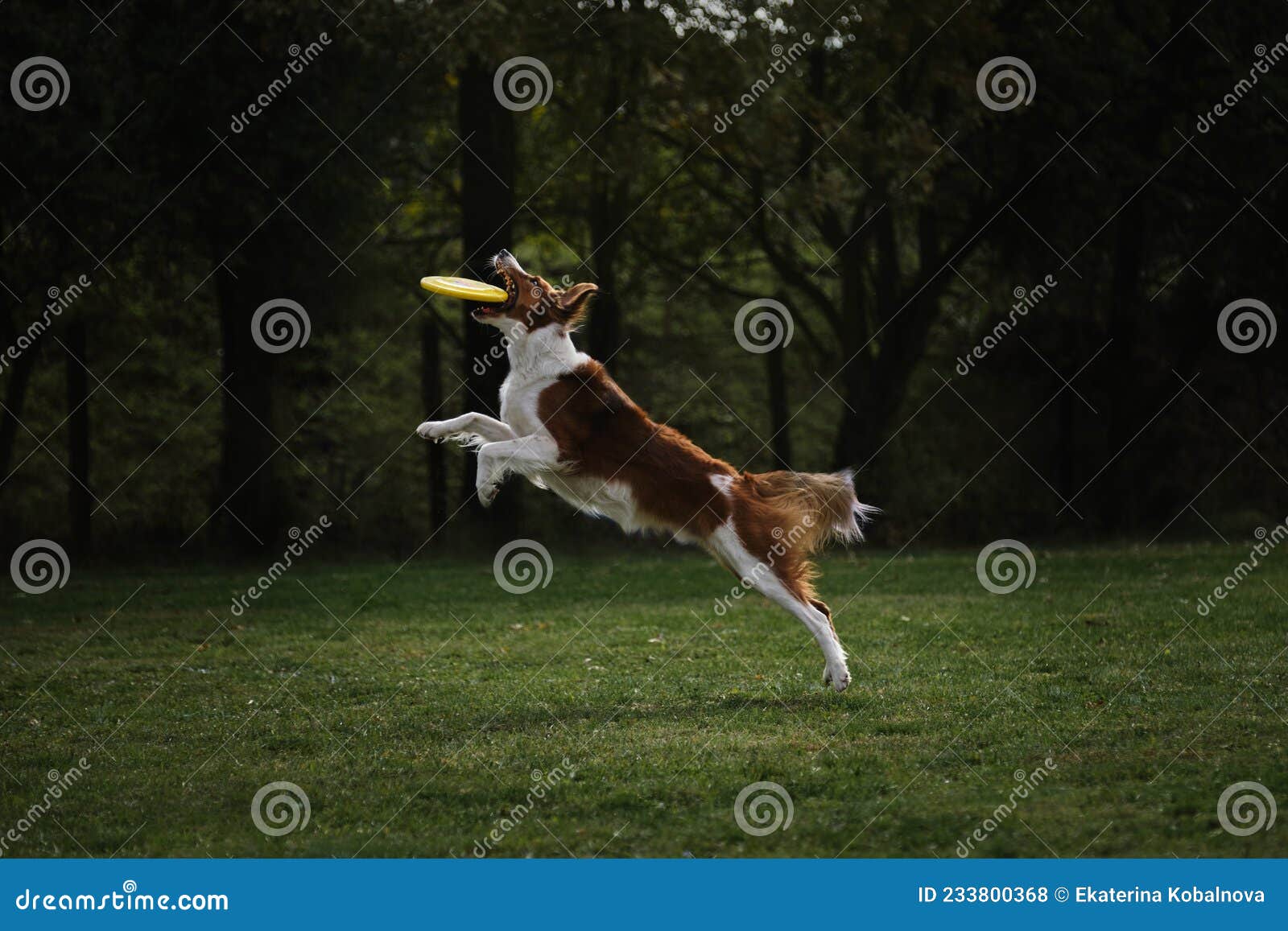 competitions and sports with dog in fresh air on green field. fluffy border collie of reddish white sable color jumps high and