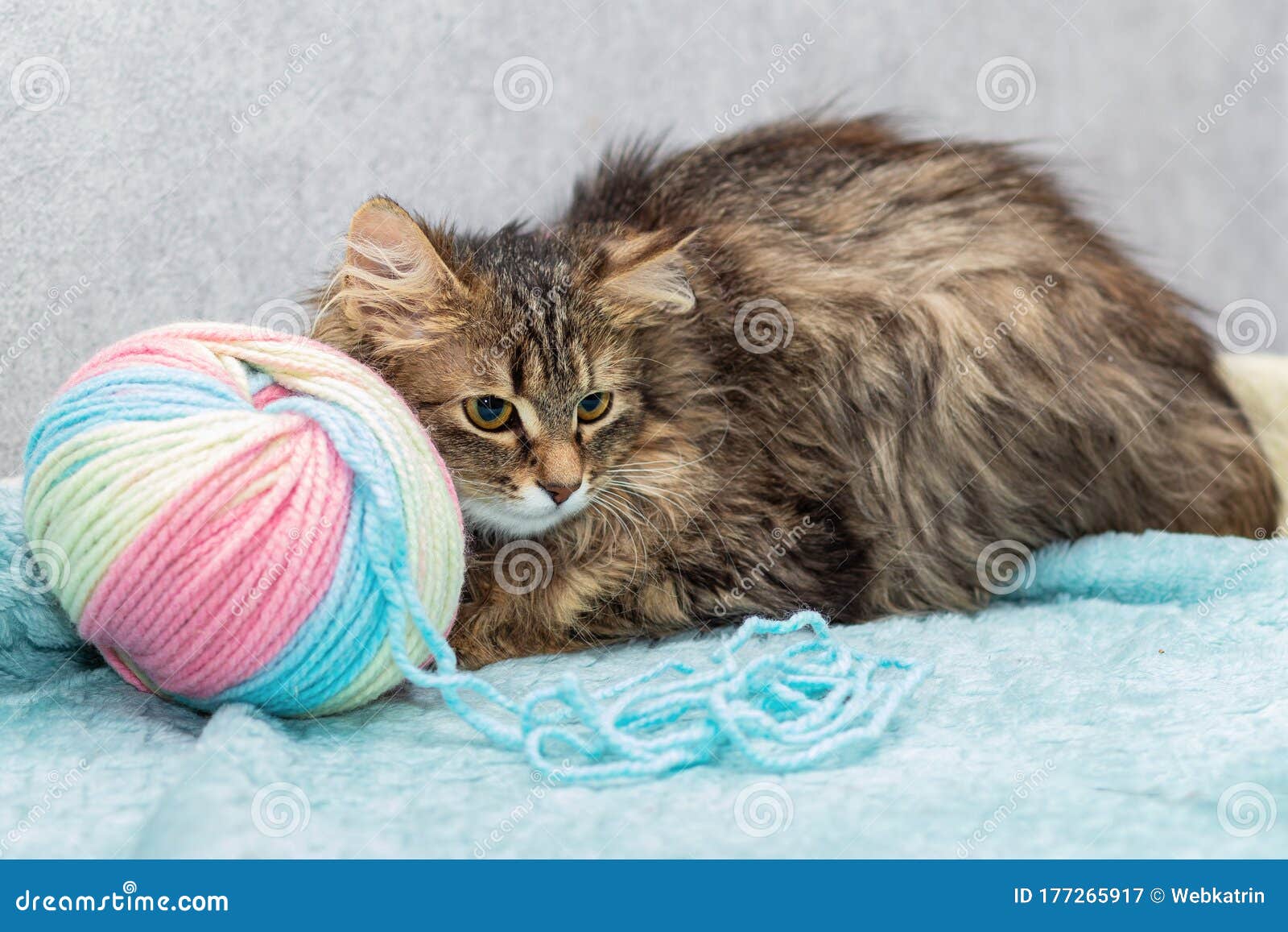 fluffy breedless cat lies next to a large tangle of wool.