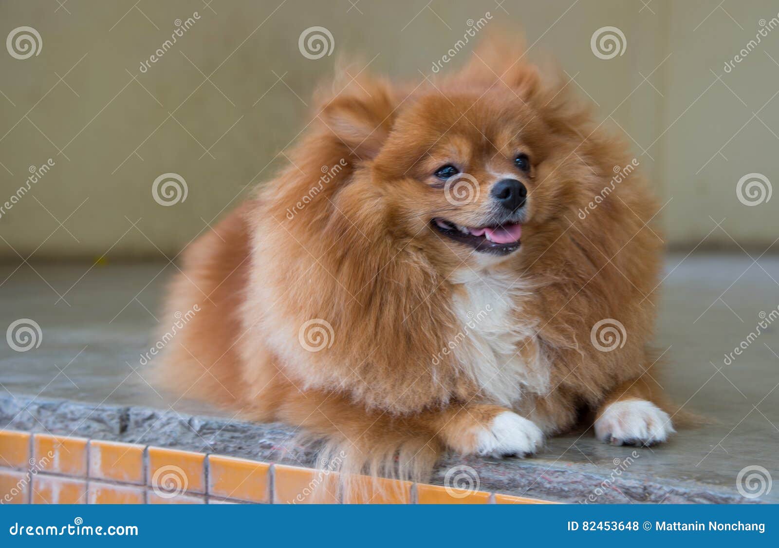 Fluffy brown dog stock photo. Image of puppy, mammal - 82453648