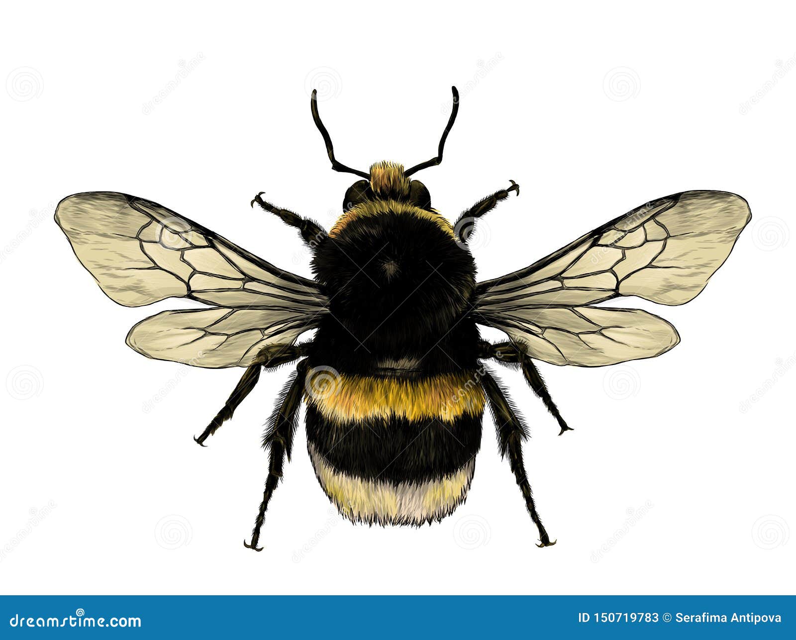 Bumblebee Stock Illustrations – 26,654 Bumblebee Stock Illustrations,  Vectors & Clipart - Dreamstime