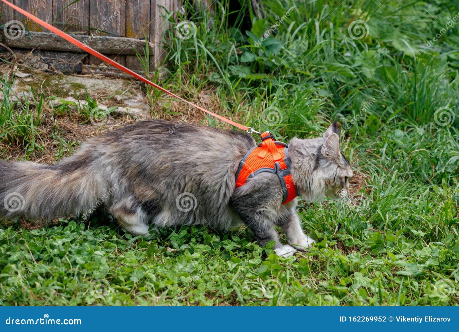 Fluffy Cat Maine Coon Dans Un Harnais En Laisse Photo stock - Image du  jardin, fond: 162269952